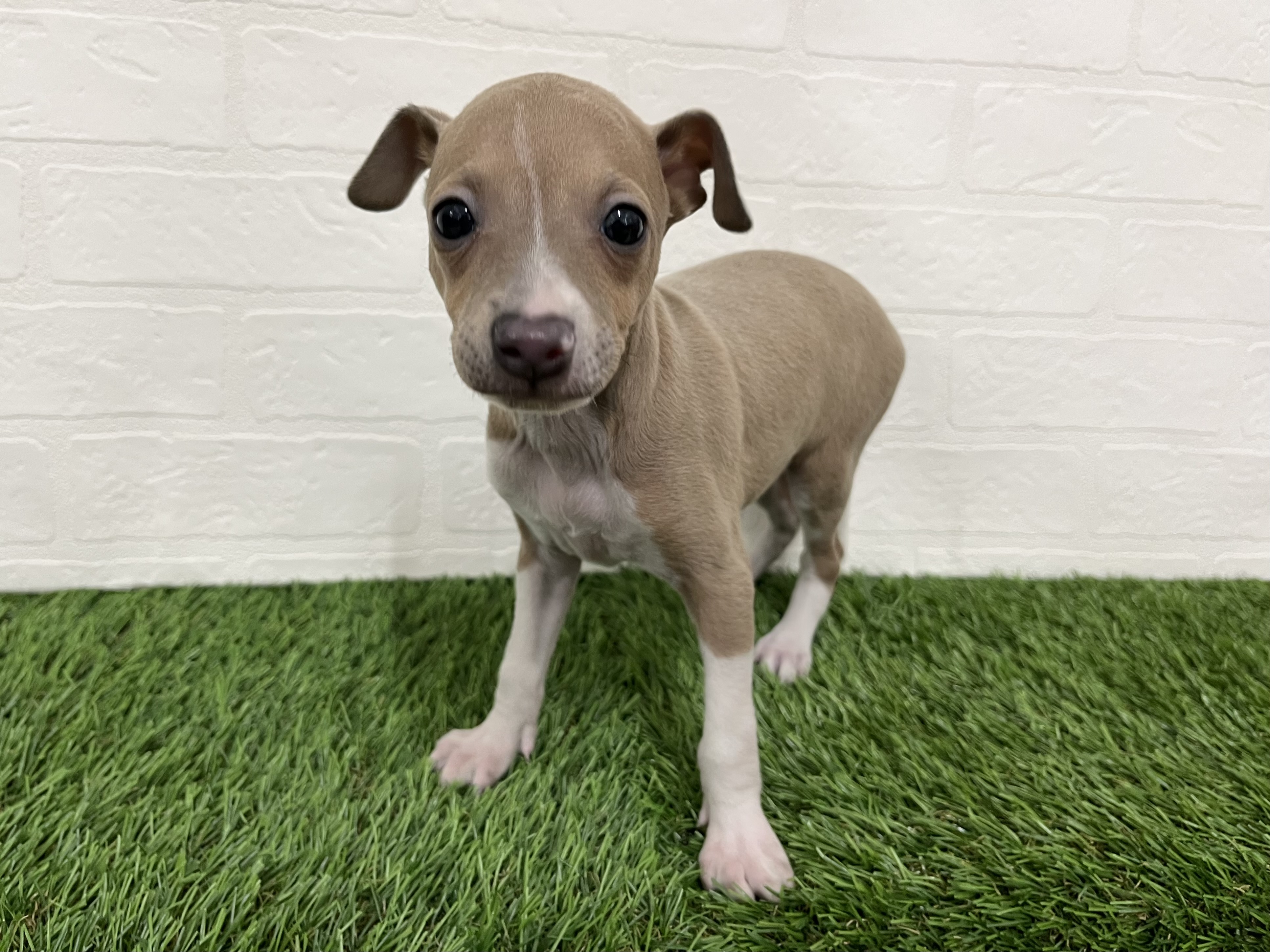 神奈川県のイタリアングレーハウンド (ワンニャンハウス新山下店/2025年11月10日生まれ/女の子/フォーンホワイト)の子犬の3枚目の画像