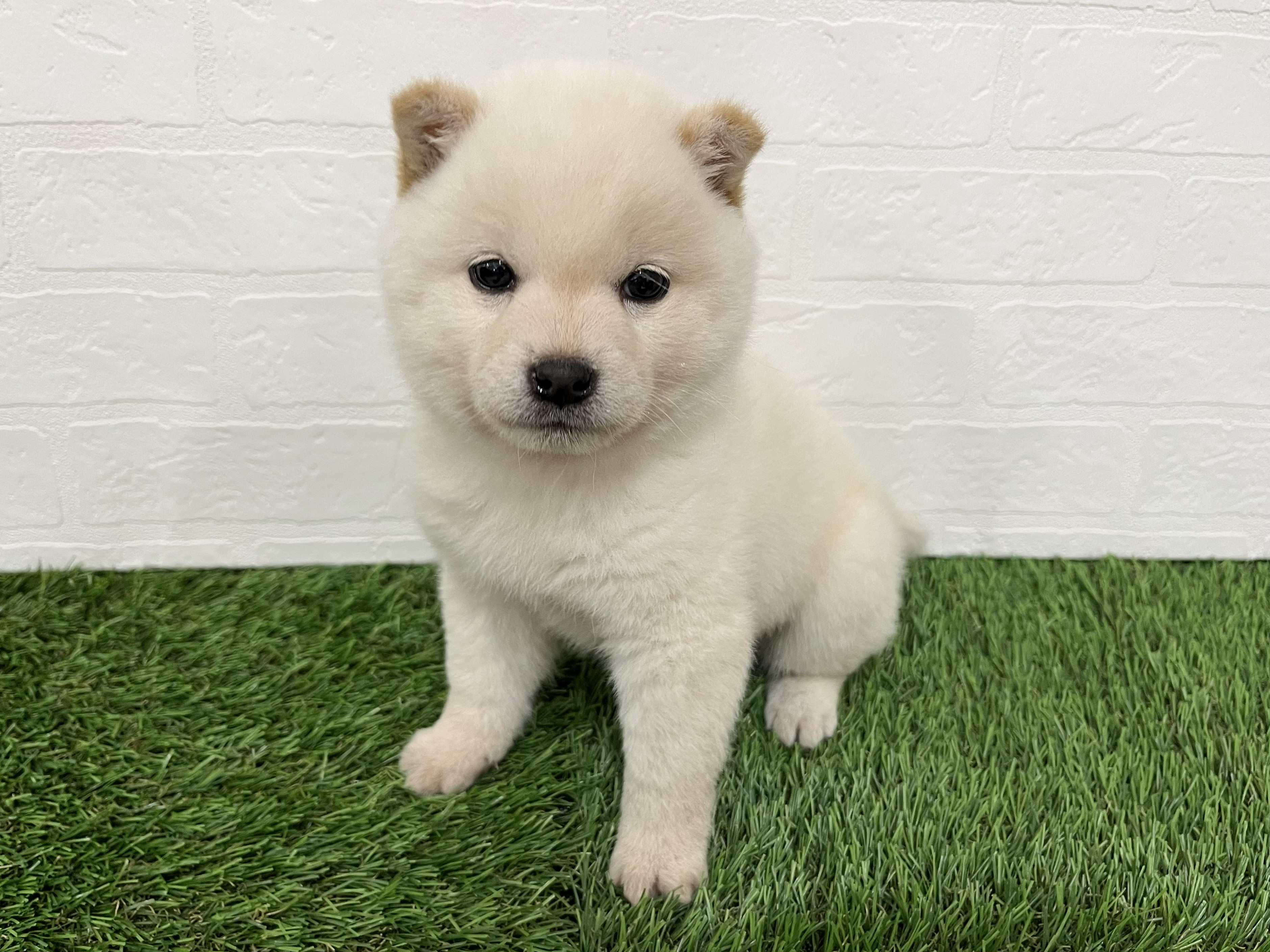 神奈川県の豆柴 (ワンニャンハウス新山下店/2026年2月15日生まれ/男の子/白)の子犬の1枚目の画像