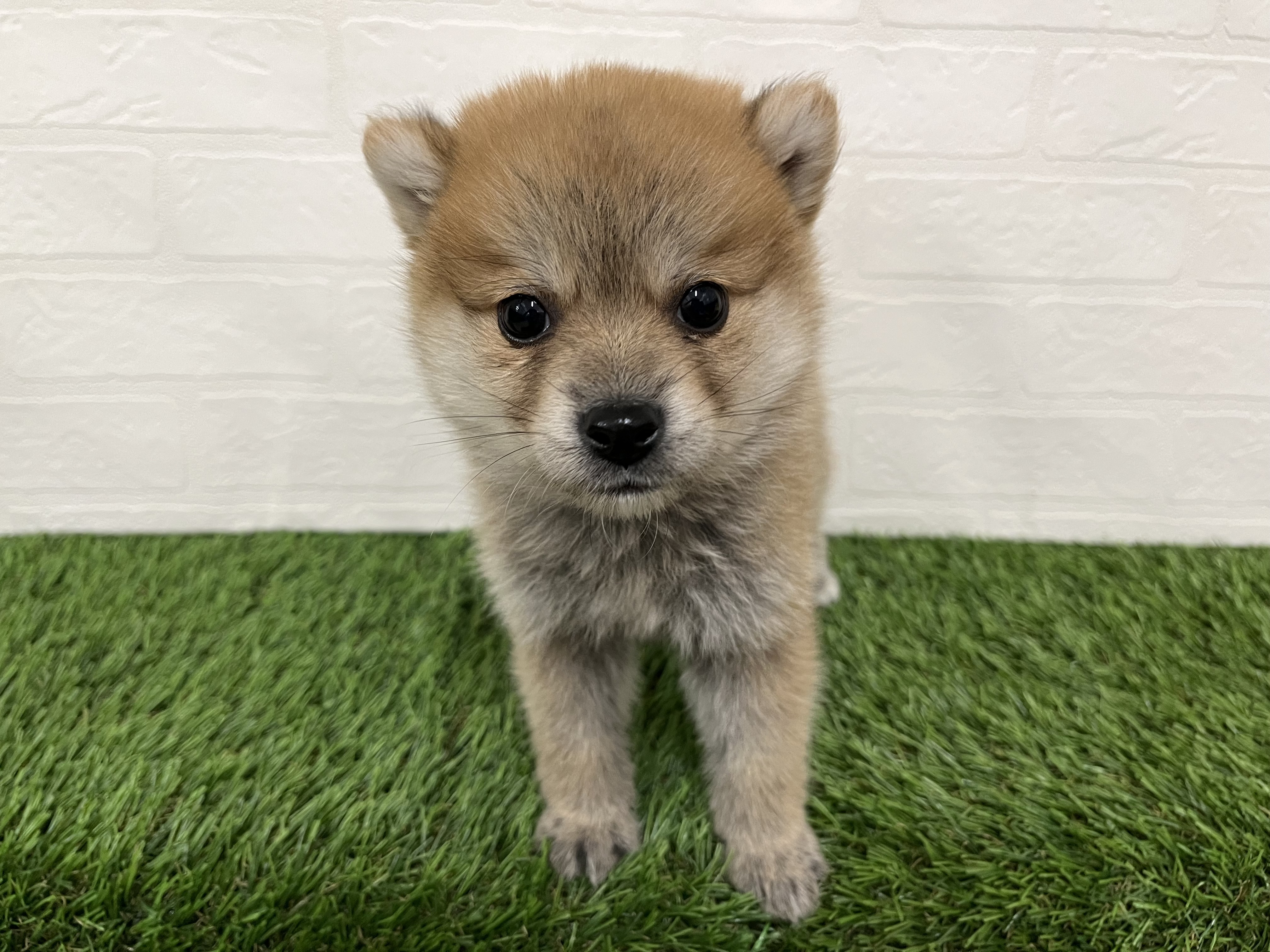 神奈川県のハーフ犬・ミックス犬 (ワンニャンハウス新山下店/2025年10月11日生まれ/女の子/赤)の子犬の1枚目の画像