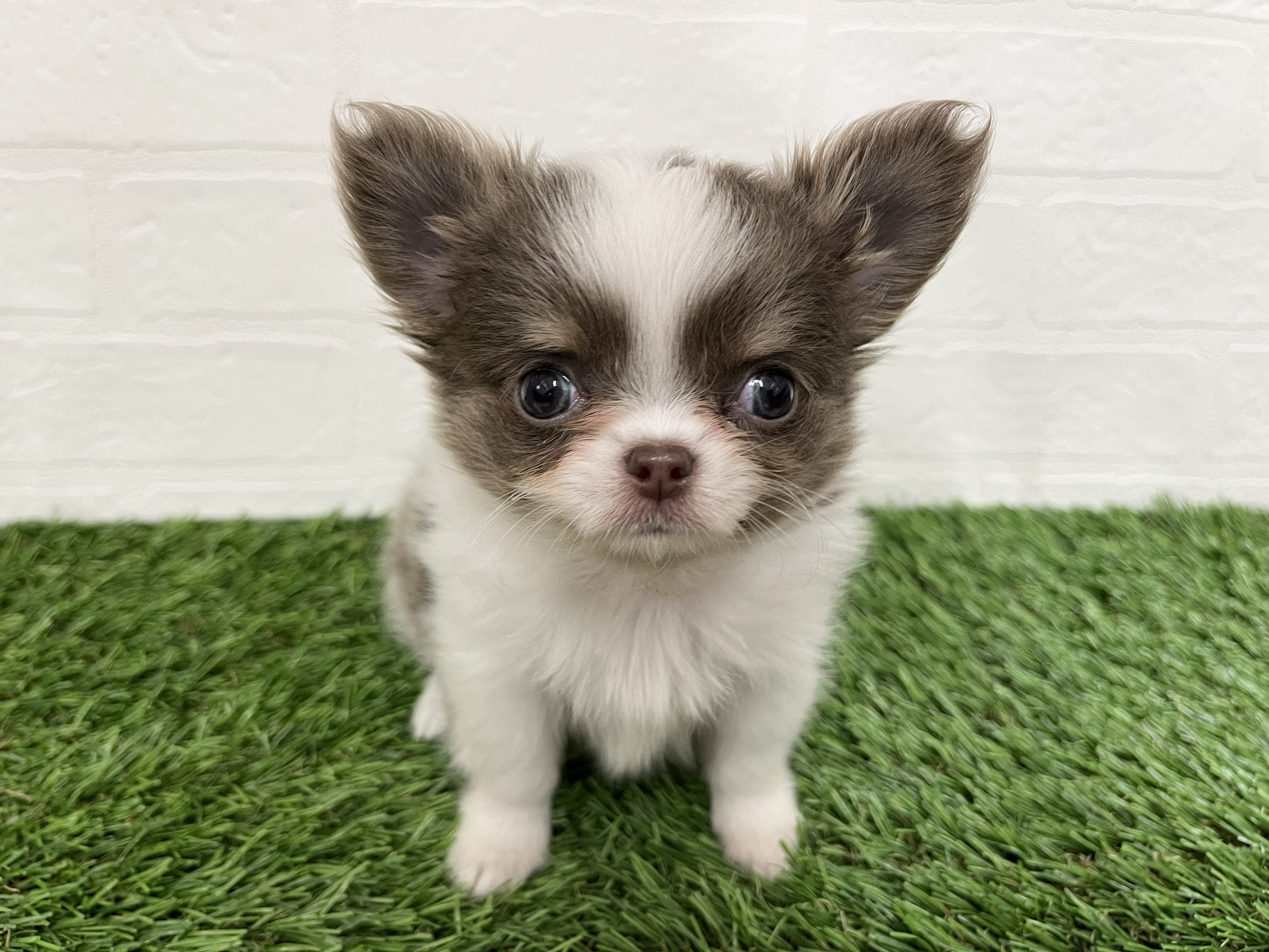 神奈川県のチワワ(ロング) (ワンニャンハウス新山下店/2026年1月31日生まれ/女の子/ホワイト&イザベラタン)の子犬の1枚目の画像