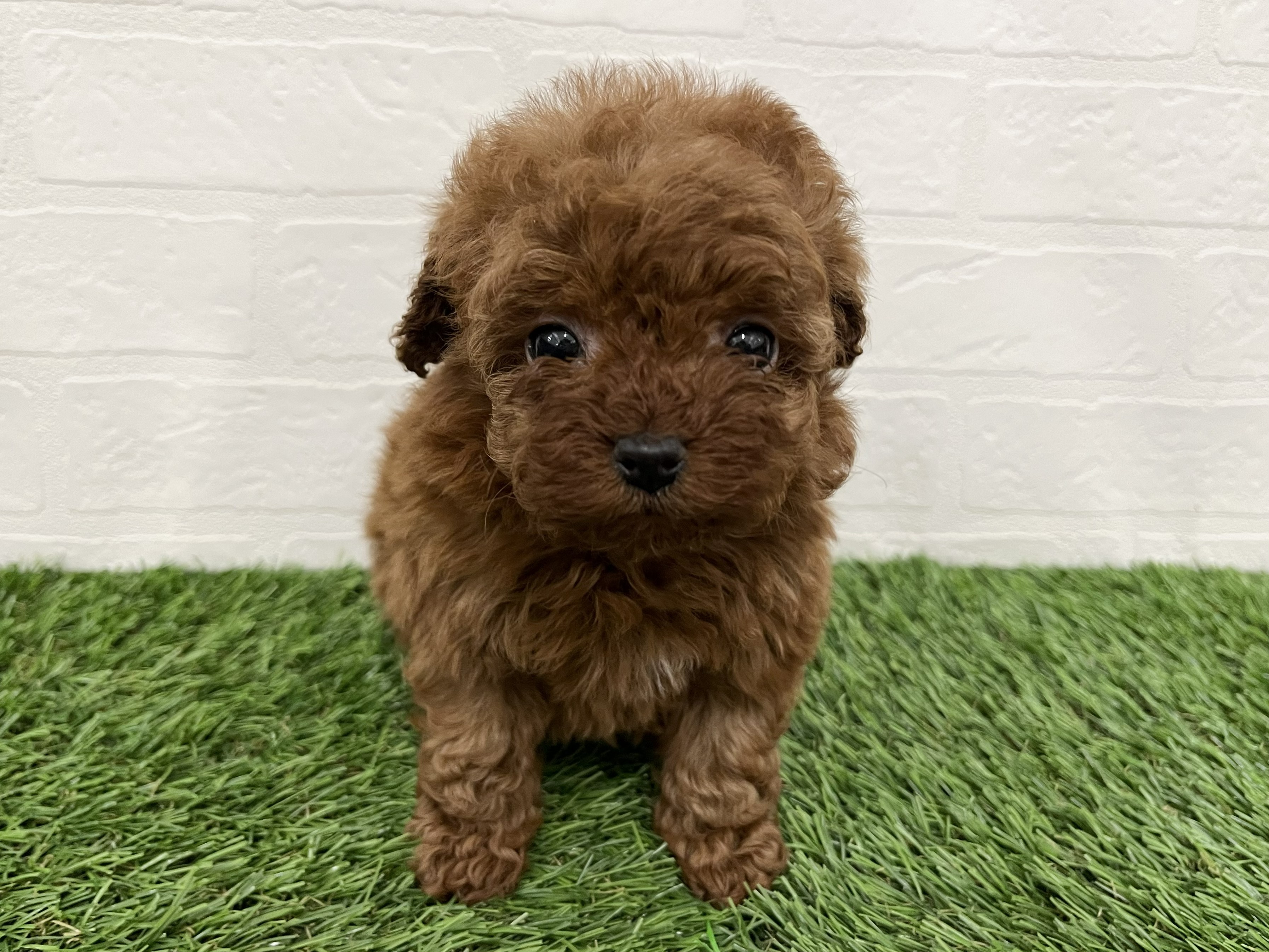 神奈川県のトイプードル(トイ) (ワンニャンハウス新山下店/2026年2月8日生まれ/女の子/レッド)の子犬の1枚目の画像