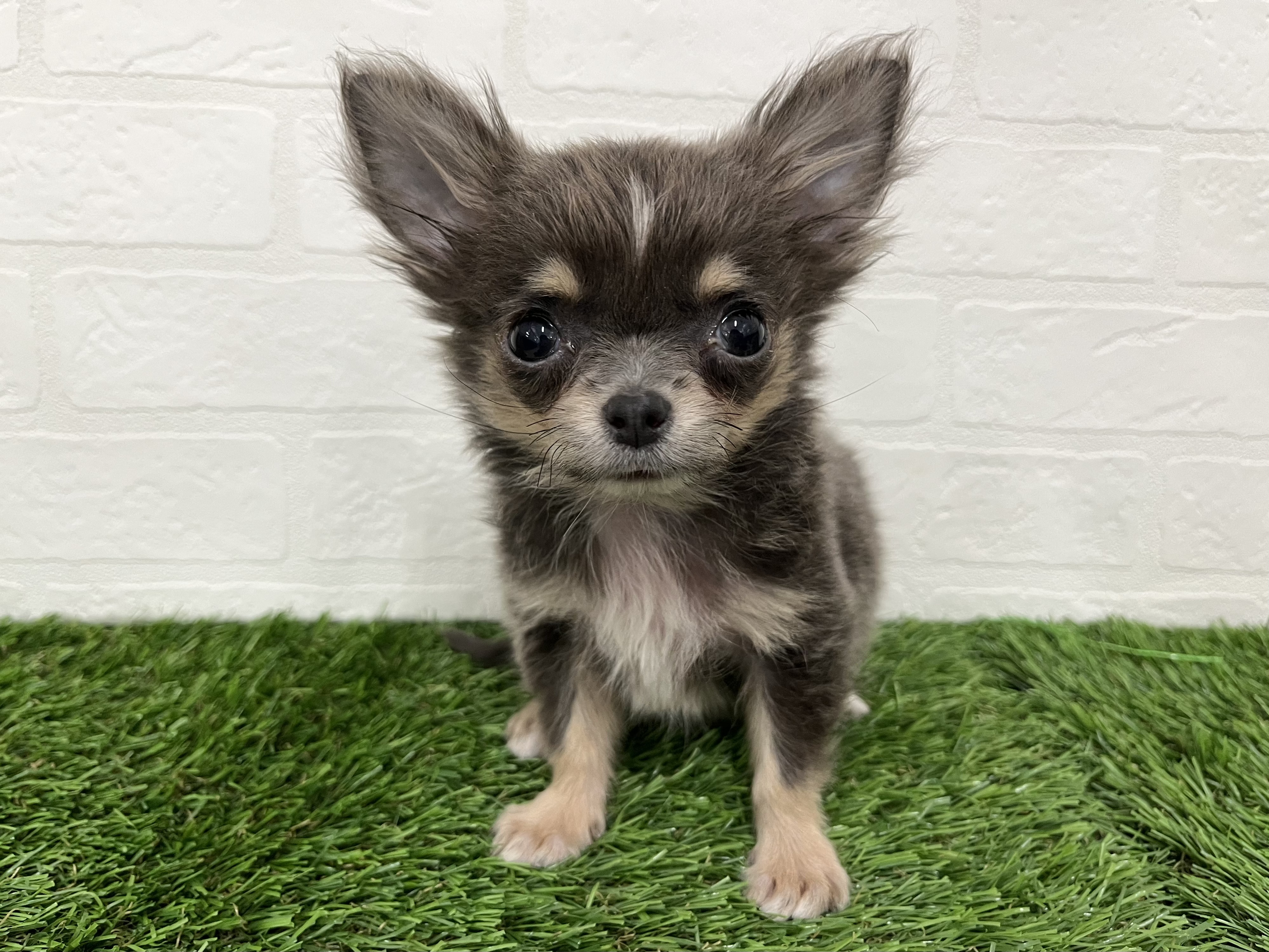 神奈川県のチワワ(ロング) (ワンニャンハウス新山下店/2025年9月27日生まれ/男の子/ブルータン)の子犬の2枚目の画像