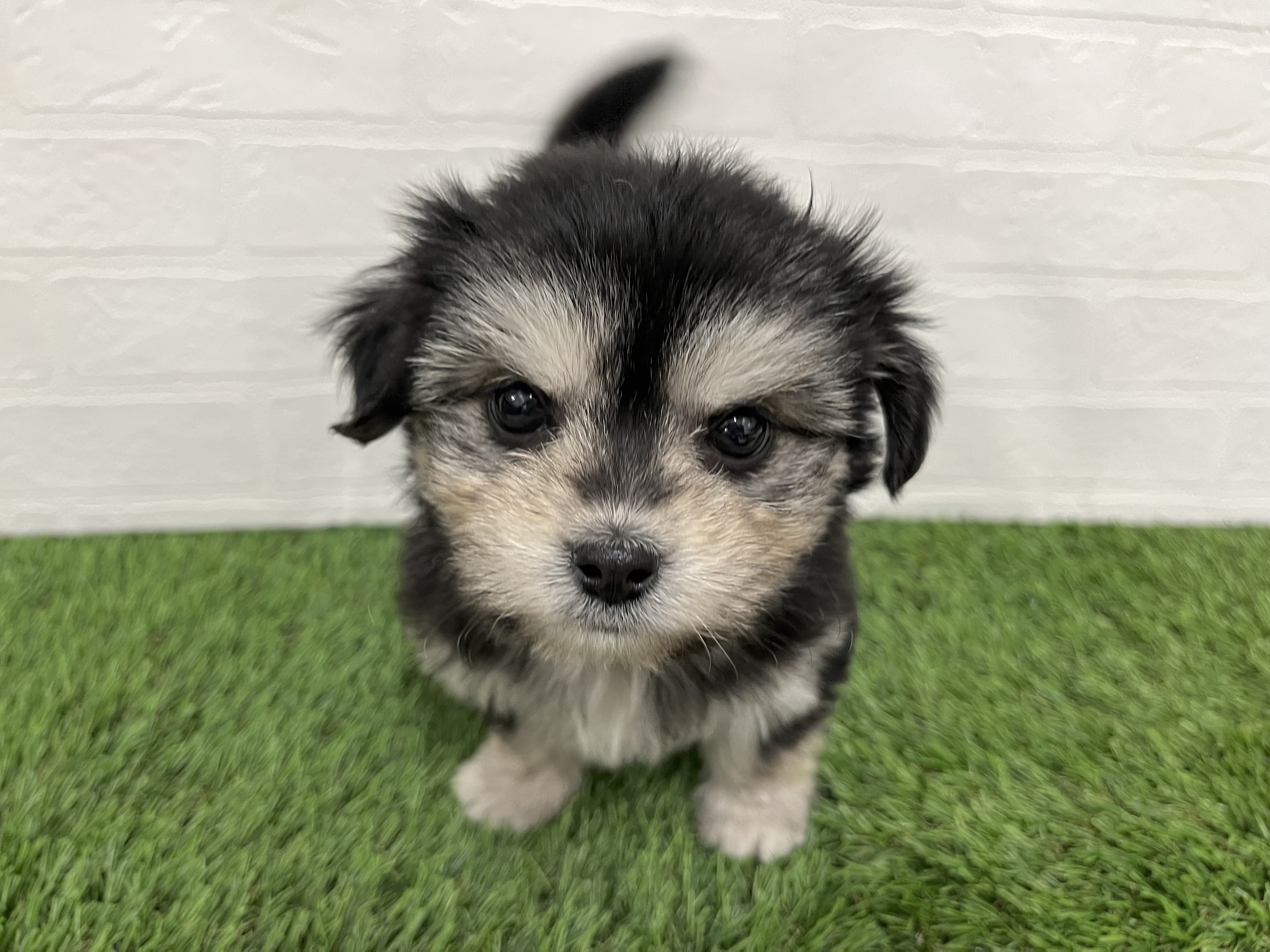 神奈川県のチワマル/マルチワ(チワワ×マルチーズ) (ワンニャンハウス新山下店/2025年10月23日生まれ/女の子/ブラックタン)の子犬の1枚目の画像