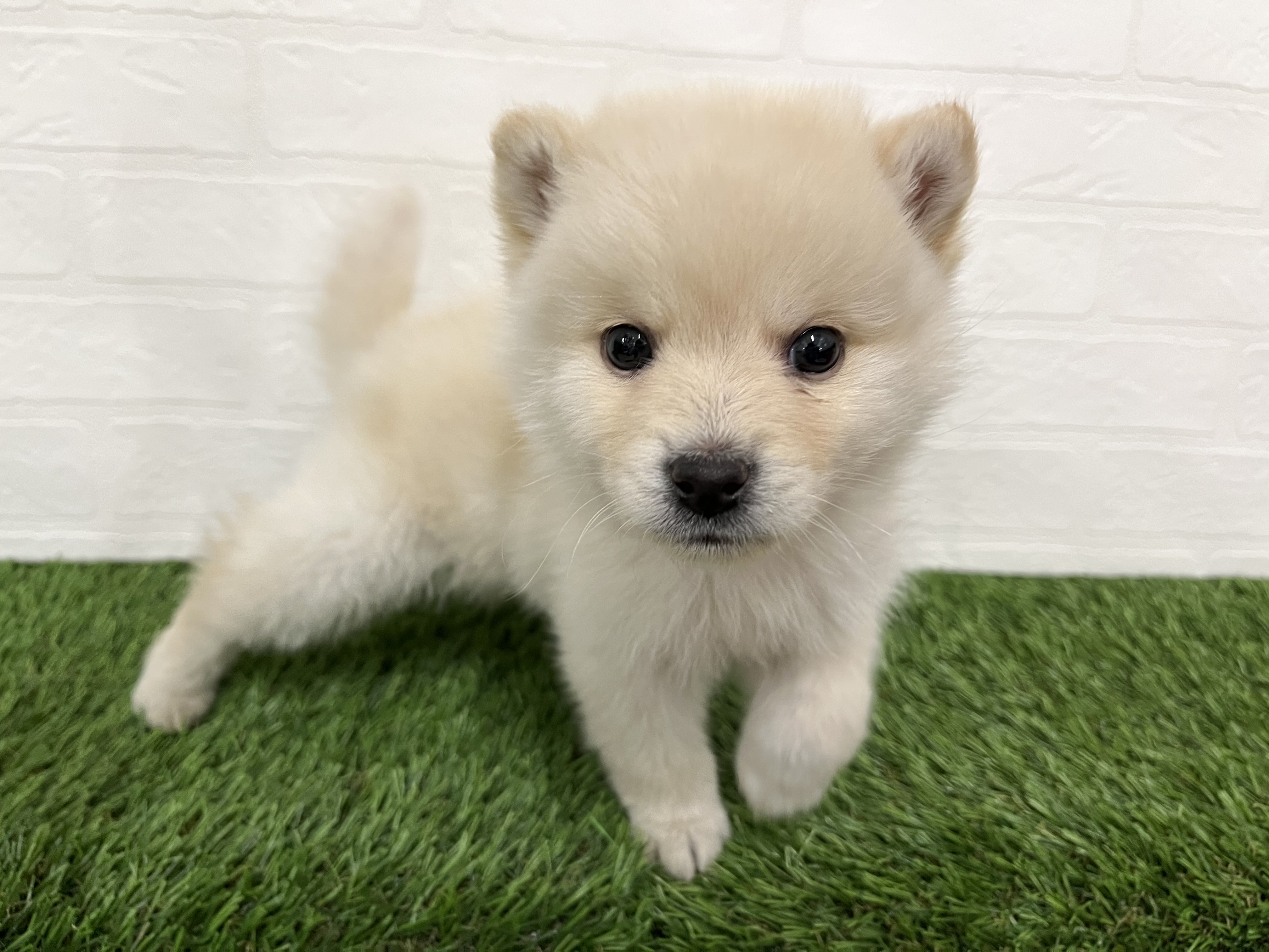 神奈川県のハーフ犬・ミックス犬 (ワンニャンハウス新山下店/2025年10月11日生まれ/男の子/クリーム)の子犬の2枚目の画像