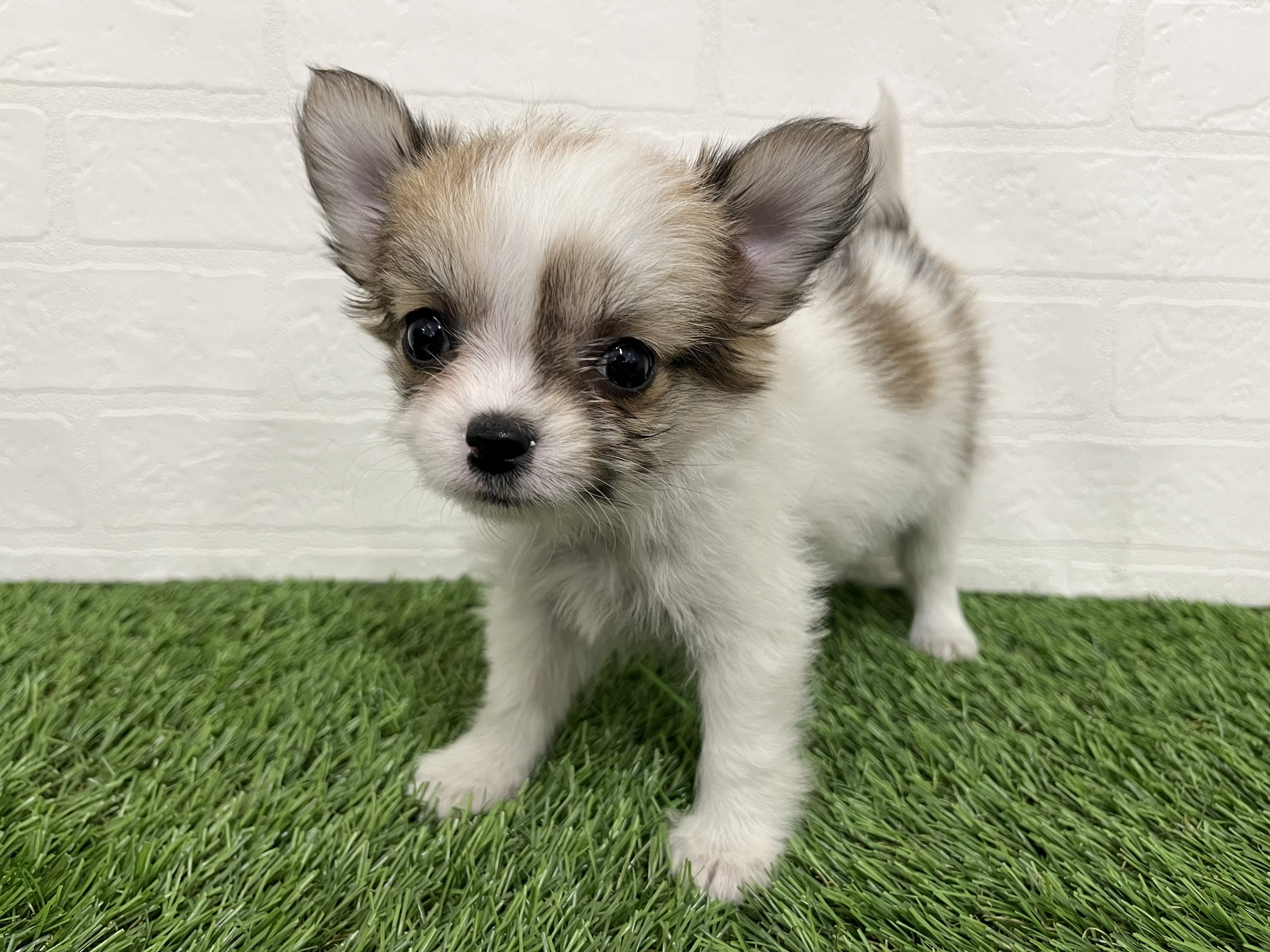 神奈川県のハーフ犬・ミックス犬 (ワンニャンハウス新山下店/2026年2月9日生まれ/女の子/ホワイトタン)の子犬の3枚目の画像