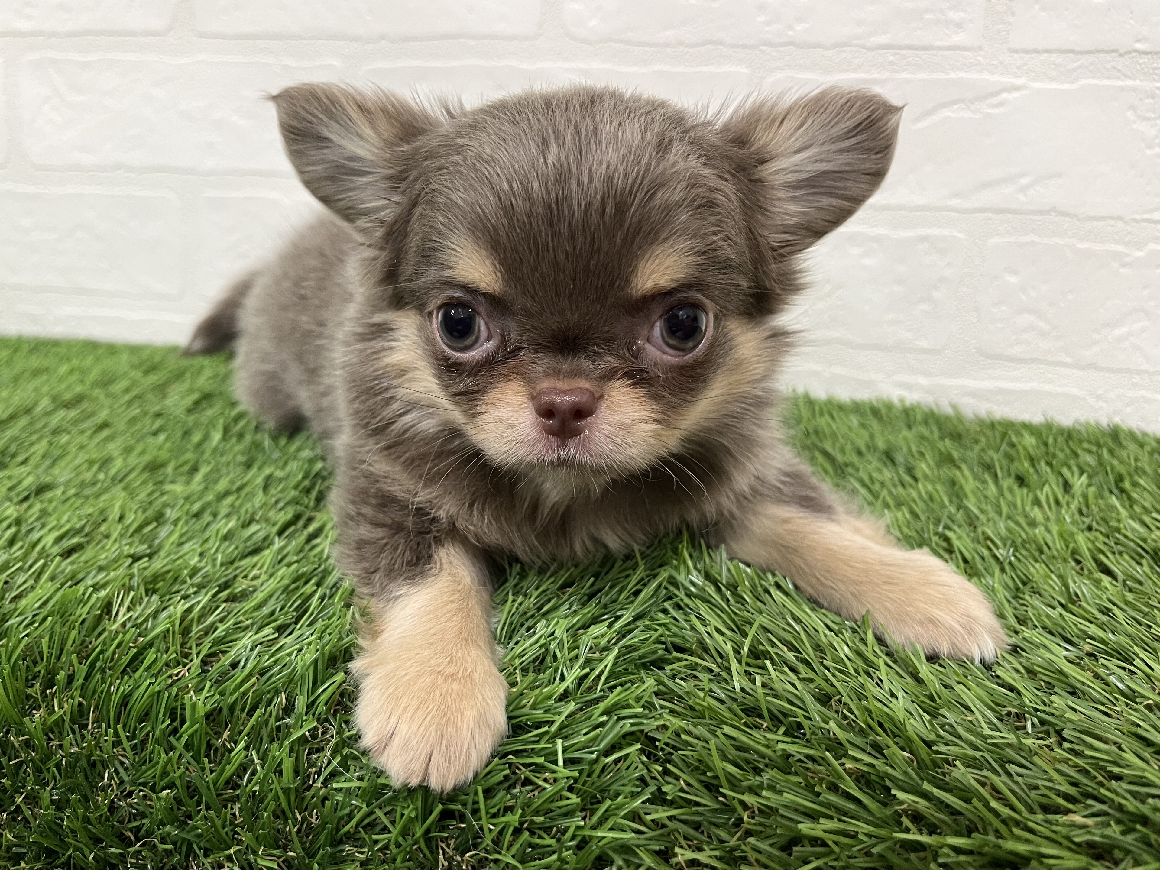 神奈川県のチワワ(ロング) (ワンニャンハウス新山下店/2025年11月4日生まれ/男の子/イザベラタン)の子犬の2枚目の画像