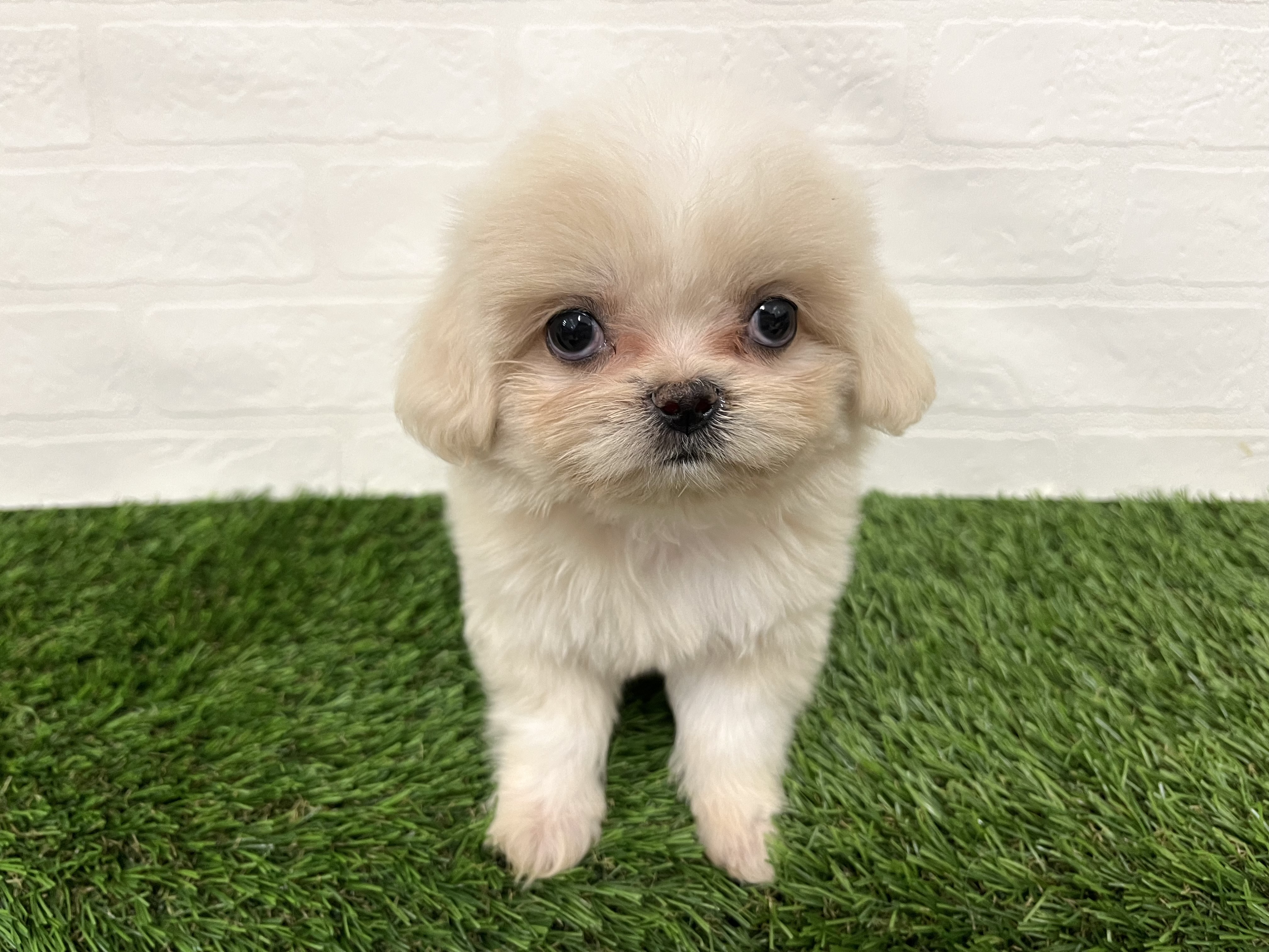 神奈川県のハーフ犬・ミックス犬 (ワンニャンハウス新山下店/2025年8月11日生まれ/女の子/ホワイト)の子犬の1枚目の画像