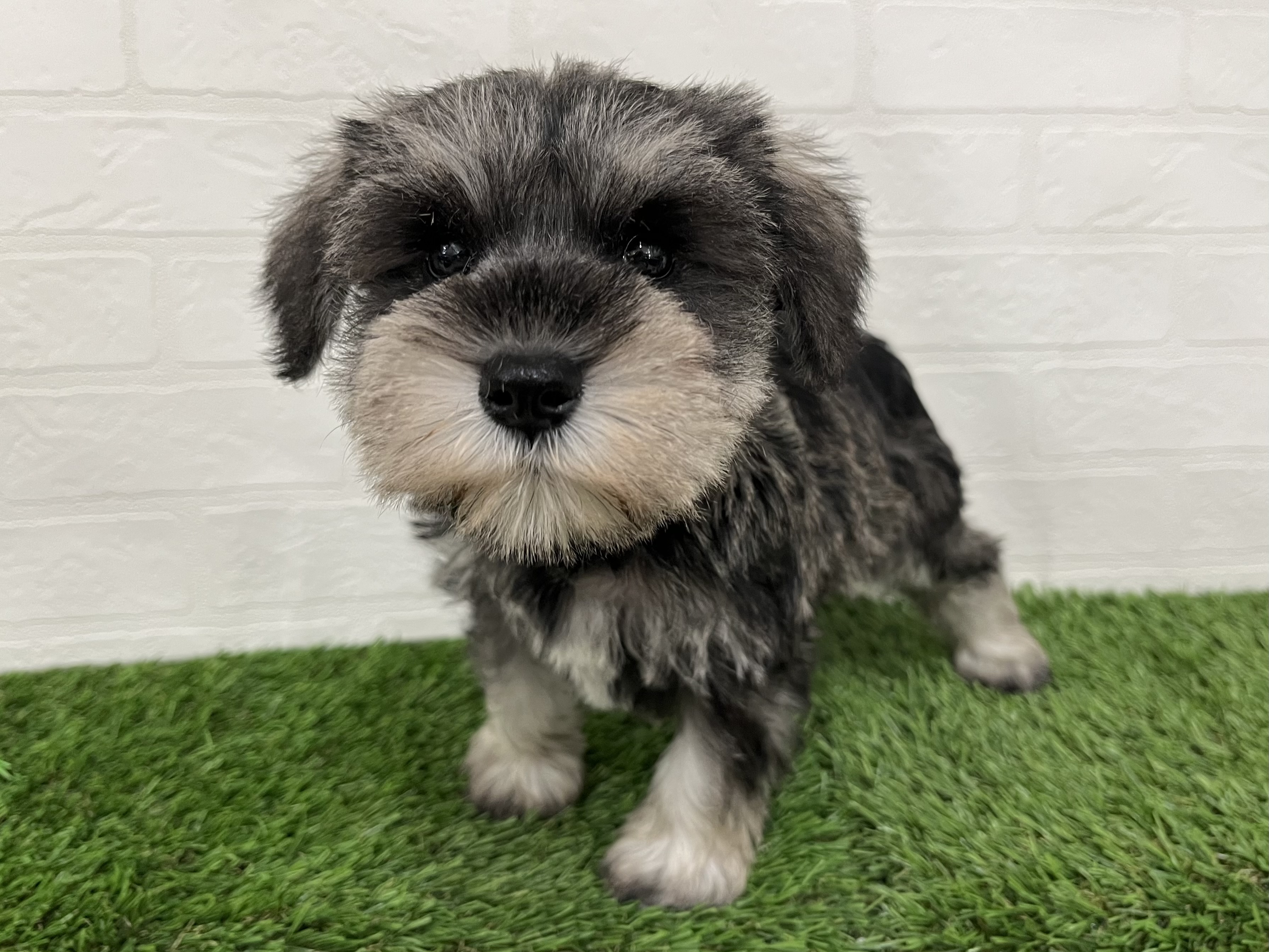 神奈川県のミニチュアシュナウザー (ワンニャンハウス新山下店/2025年9月7日生まれ/女の子/ソルトペッパー)の子犬の4枚目の画像