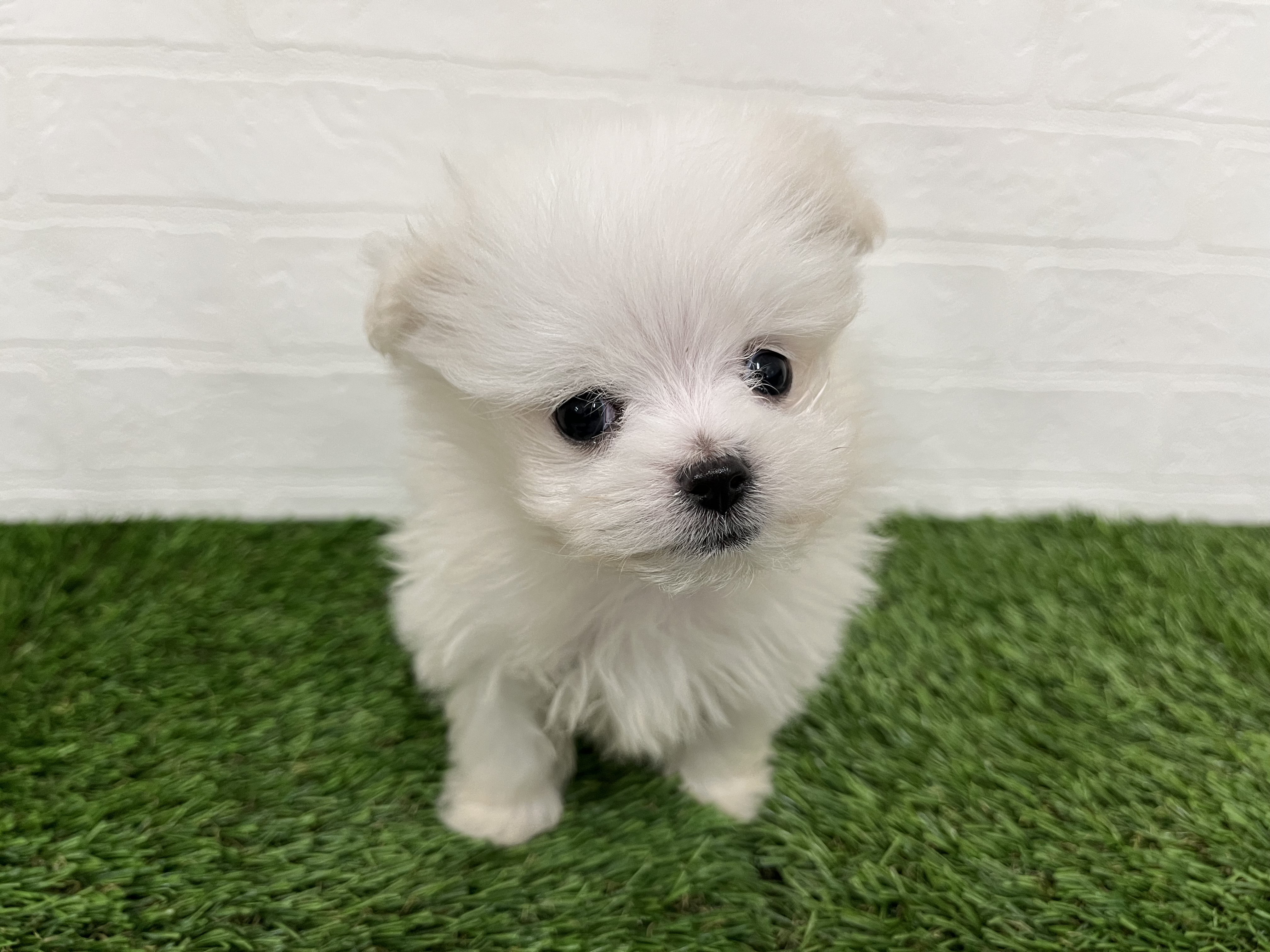 神奈川県のポメマル/マルポメ(ポメラニアン×マルチーズ) (ワンニャンハウス新山下店/2025年11月16日生まれ/男の子/クリーム)の子犬の2枚目の画像