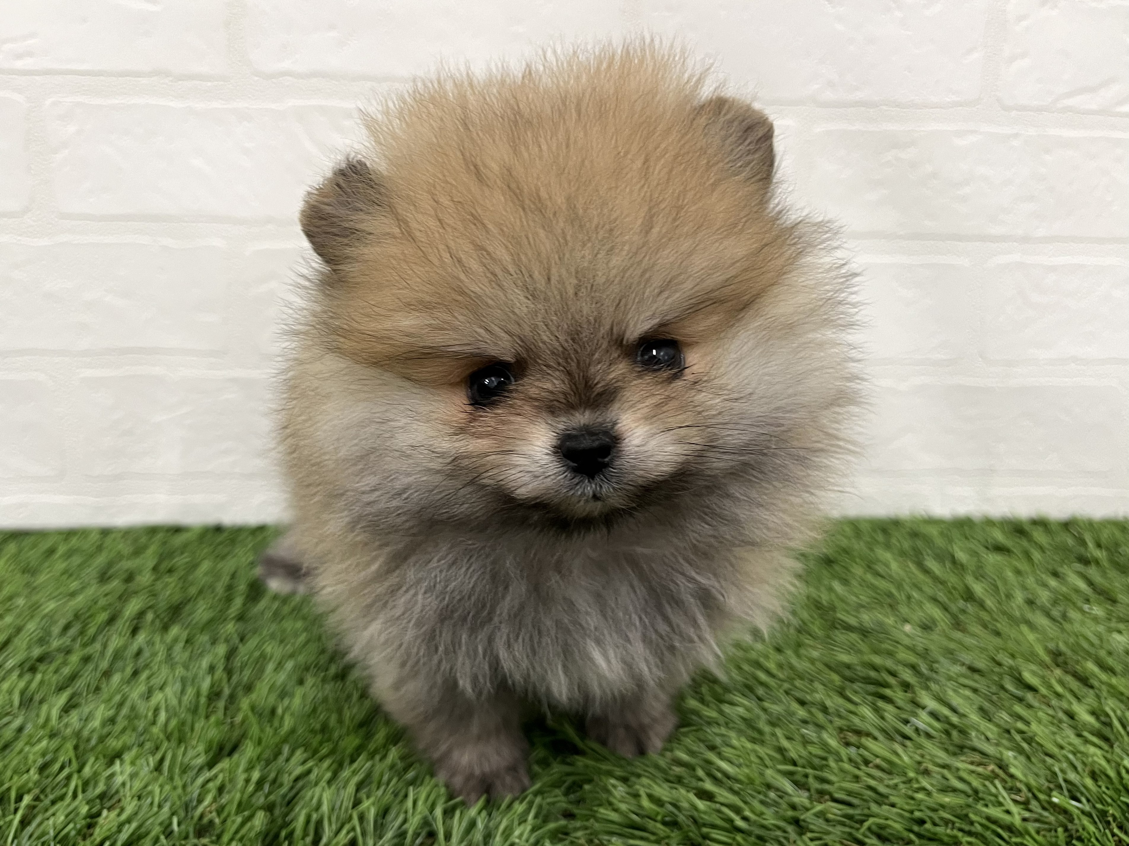 神奈川県のポメラニアン (ワンニャンハウス新山下店/2025年12月30日生まれ/女の子/オレンジ)の子犬の1枚目の画像