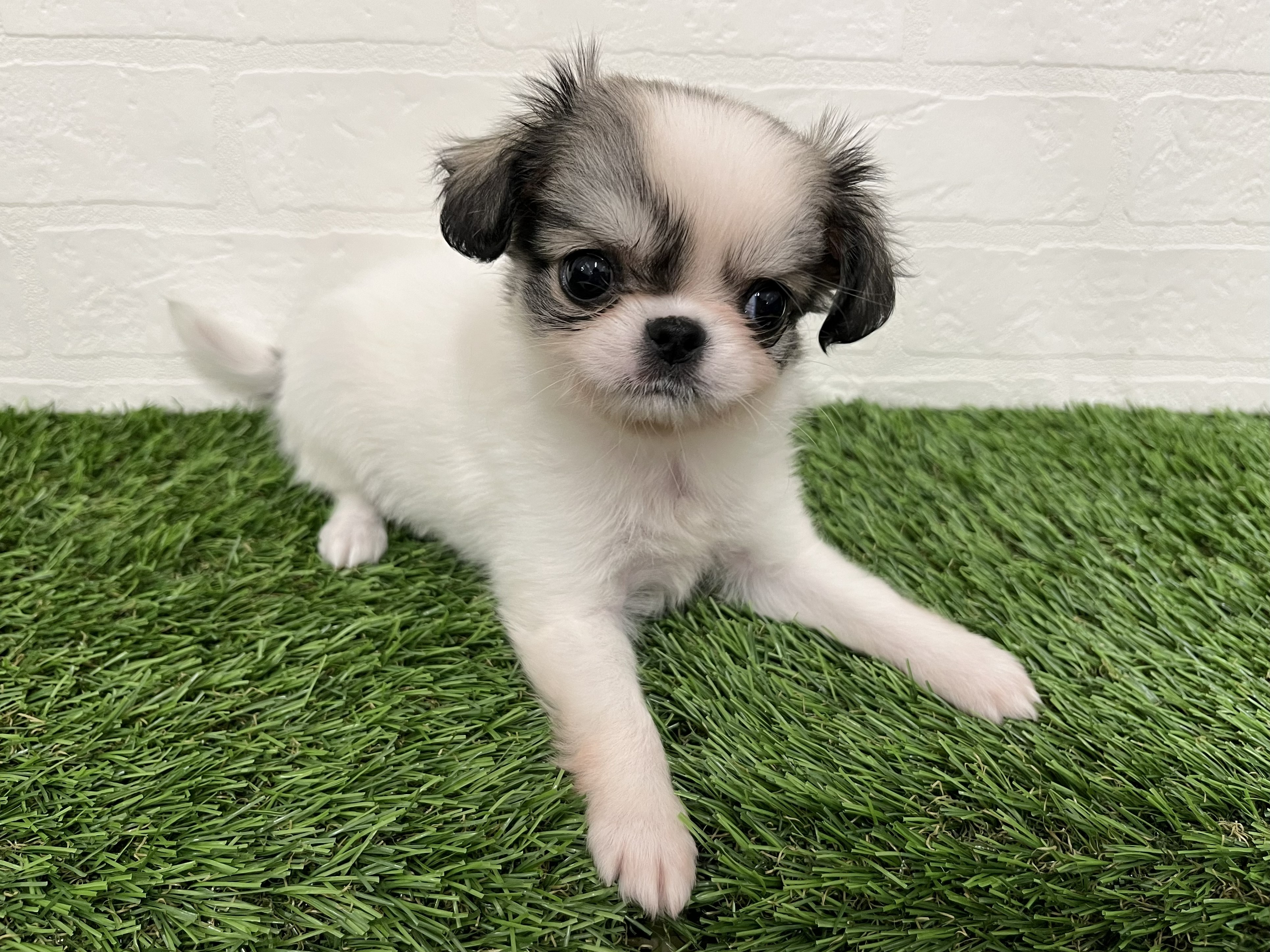 神奈川県のチワペキ/ペキチー/ペキチワ(チワワ×ペキニーズ) (ワンニャンハウス新山下店/2026年2月10日生まれ/女の子/パーテーカラー)の子犬の3枚目の画像