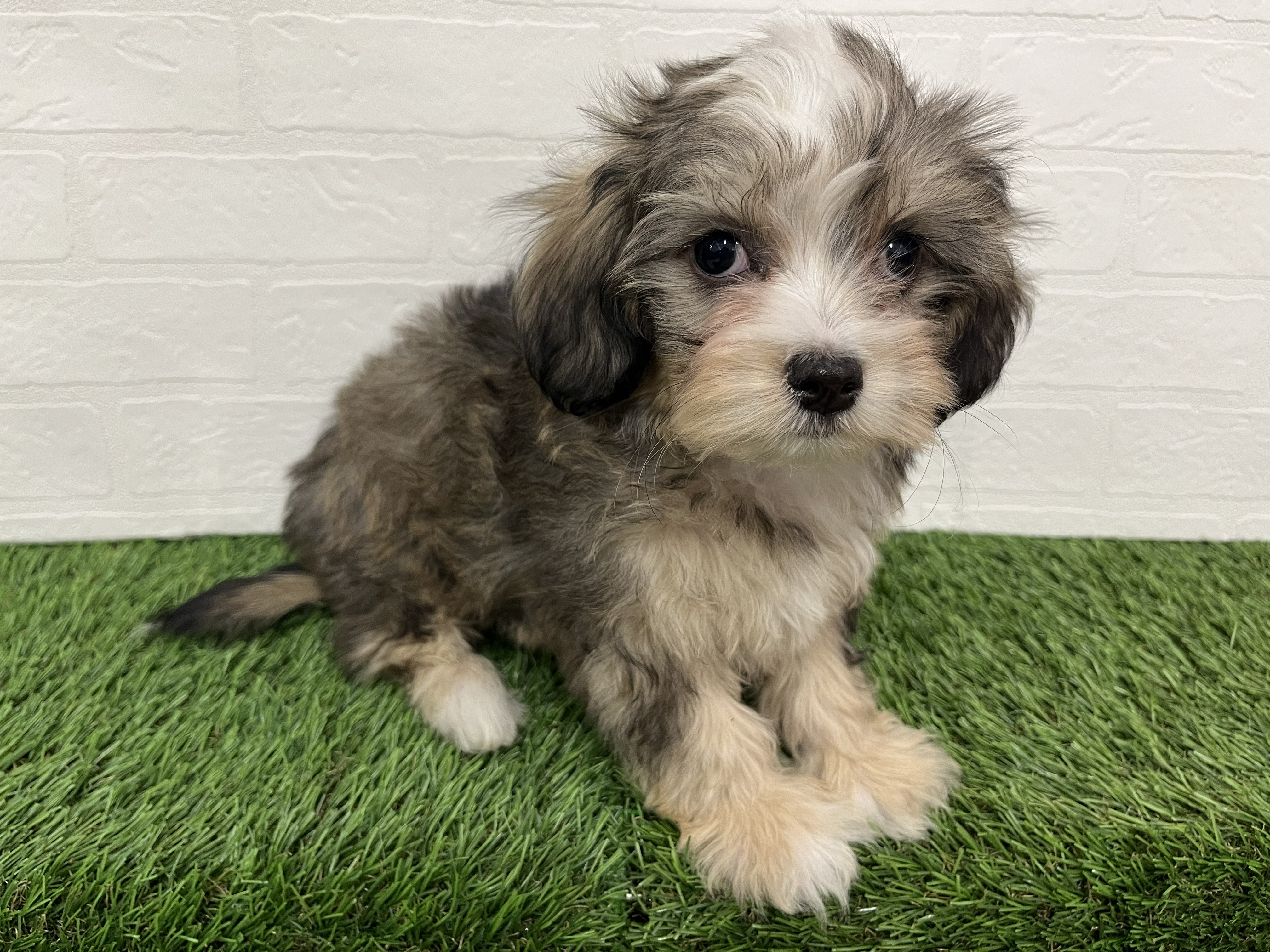 神奈川県のシュナマル/マルシュナ(シュナウザー×マルチーズ) (ワンニャンハウス新山下店/2025年11月22日生まれ/女の子/ソルトペッパー)の子犬の3枚目の画像