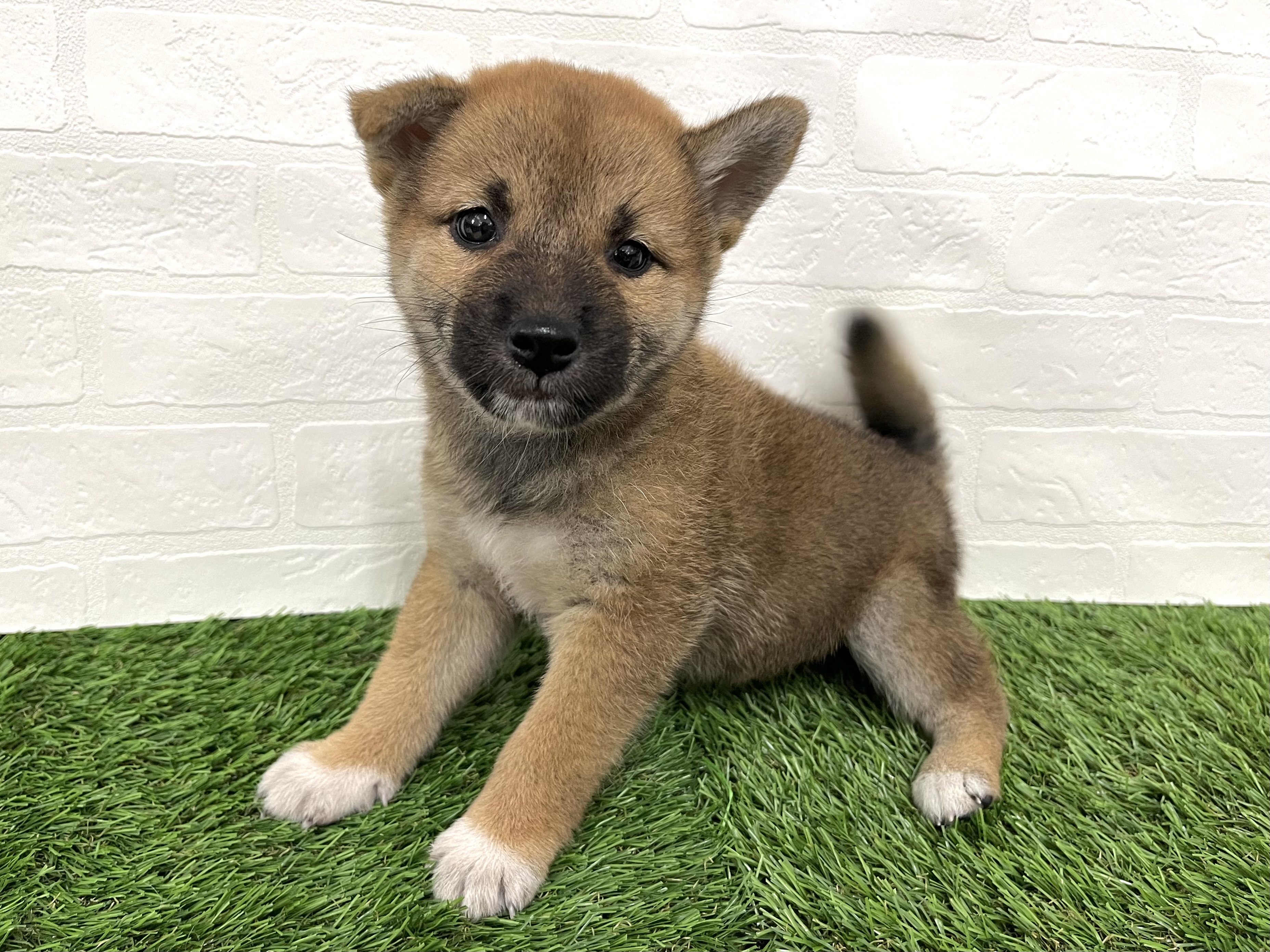神奈川県の柴犬(標準サイズ) (ワンニャンハウス新山下店/2025年7月28日生まれ/男の子/赤)の子犬の2枚目の画像