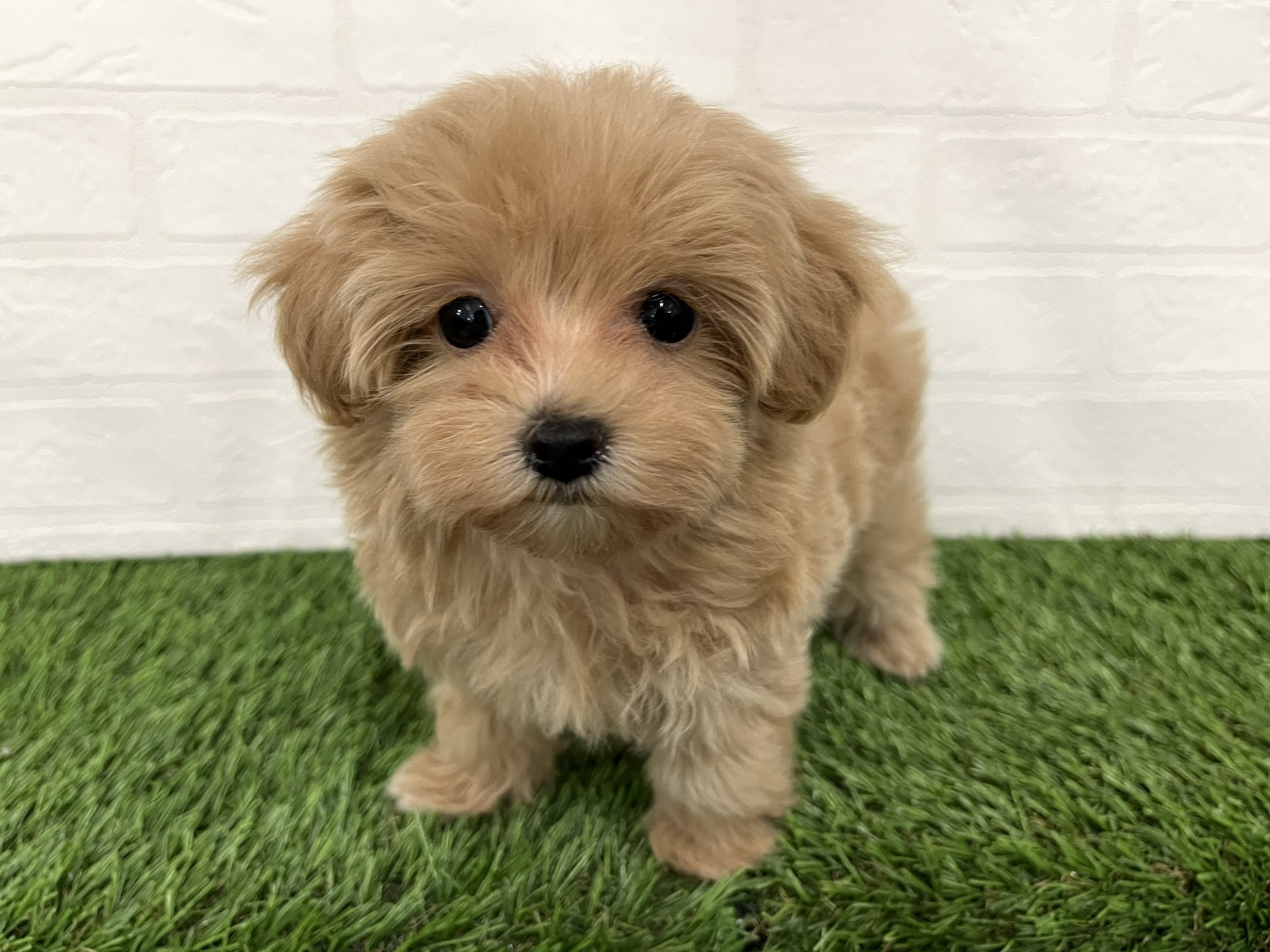 神奈川県のマルプー(マルチーズ×プードル) (ワンニャンハウス新山下店/2025年12月23日生まれ/女の子/アプリコット)の子犬の2枚目の画像