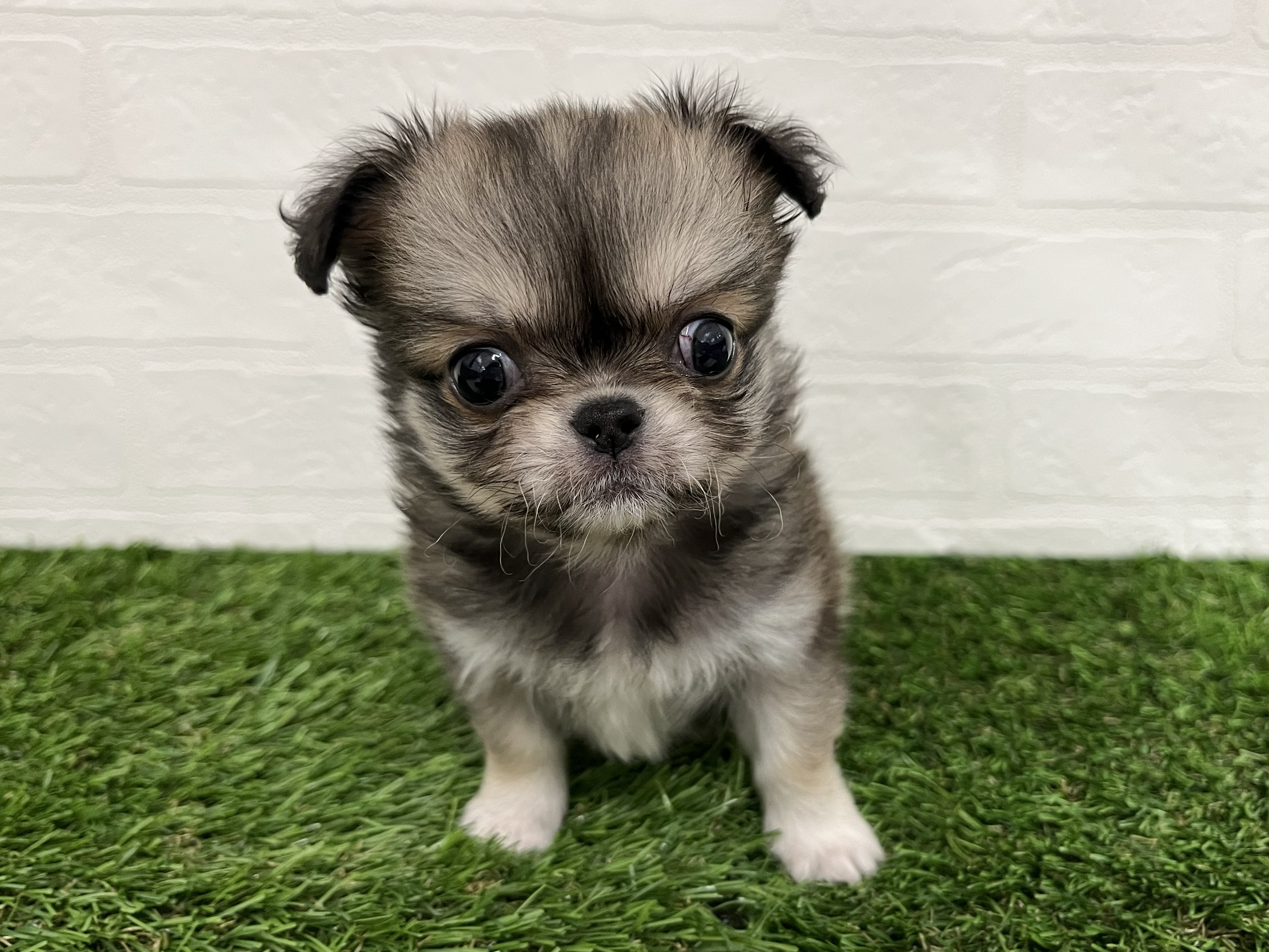 神奈川県のチワペキ/ペキチー/ペキチワ(チワワ×ペキニーズ) (ワンニャンハウス新山下店/2026年1月24日生まれ/女の子/フォーン)の子犬の1枚目の画像