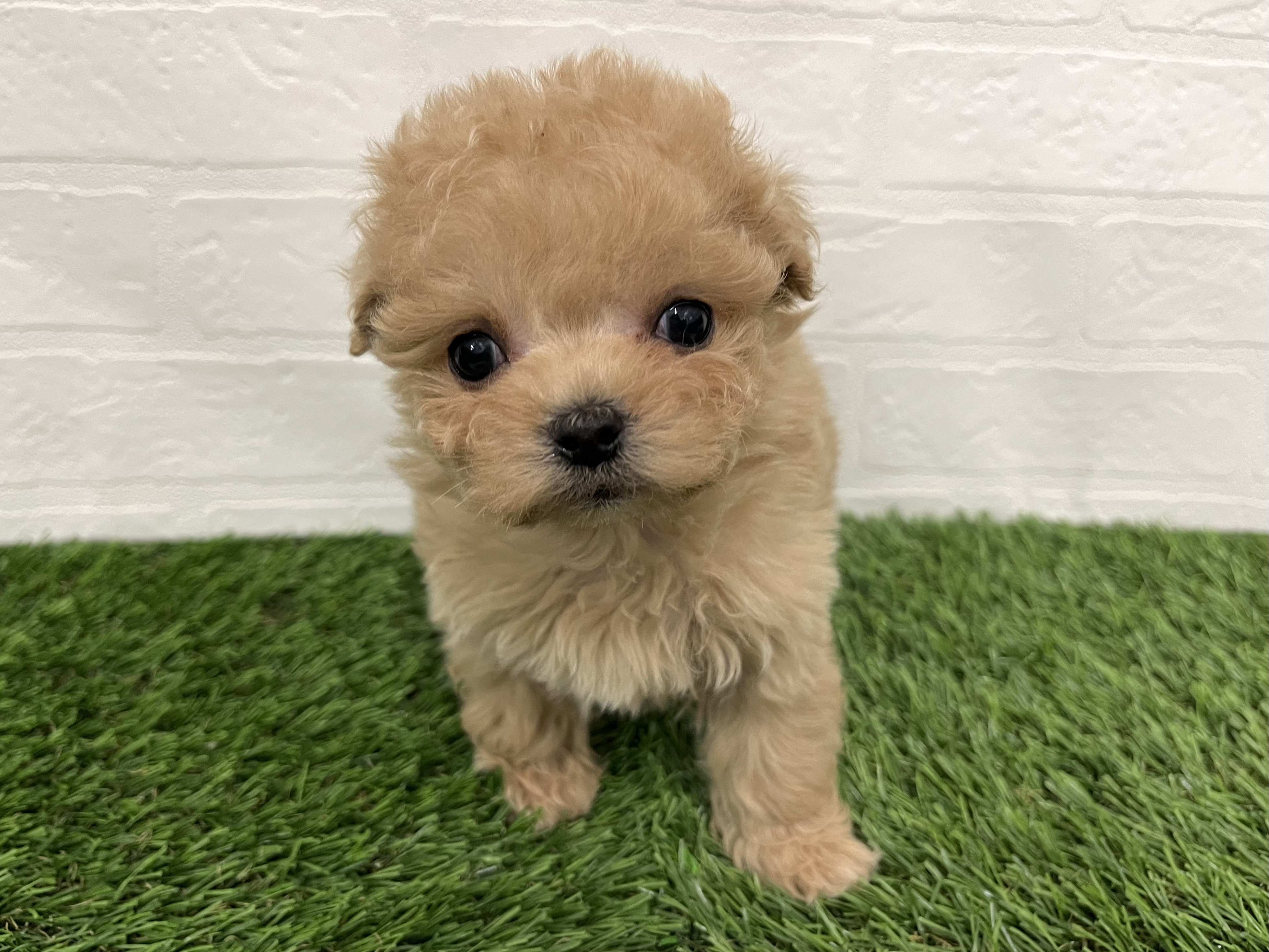 神奈川県のマルプー(マルチーズ×プードル) (ワンニャンハウス新山下店/2025年12月2日生まれ/女の子/アプリコット)の子犬