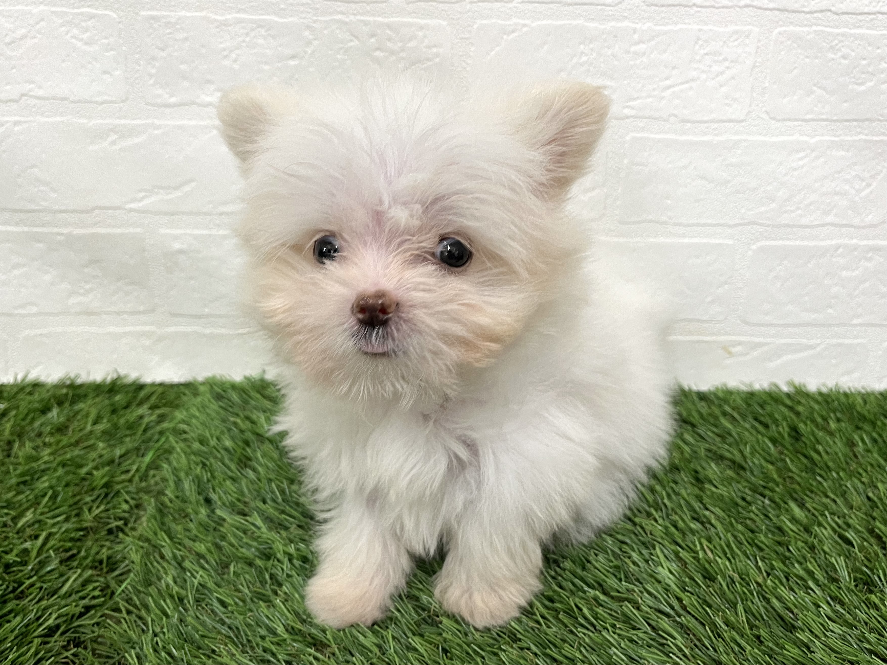 神奈川県のハーフ犬・ミックス犬 (ワンニャンハウス新山下店/2025年8月1日生まれ/男の子/クリーム)の子犬の3枚目の画像