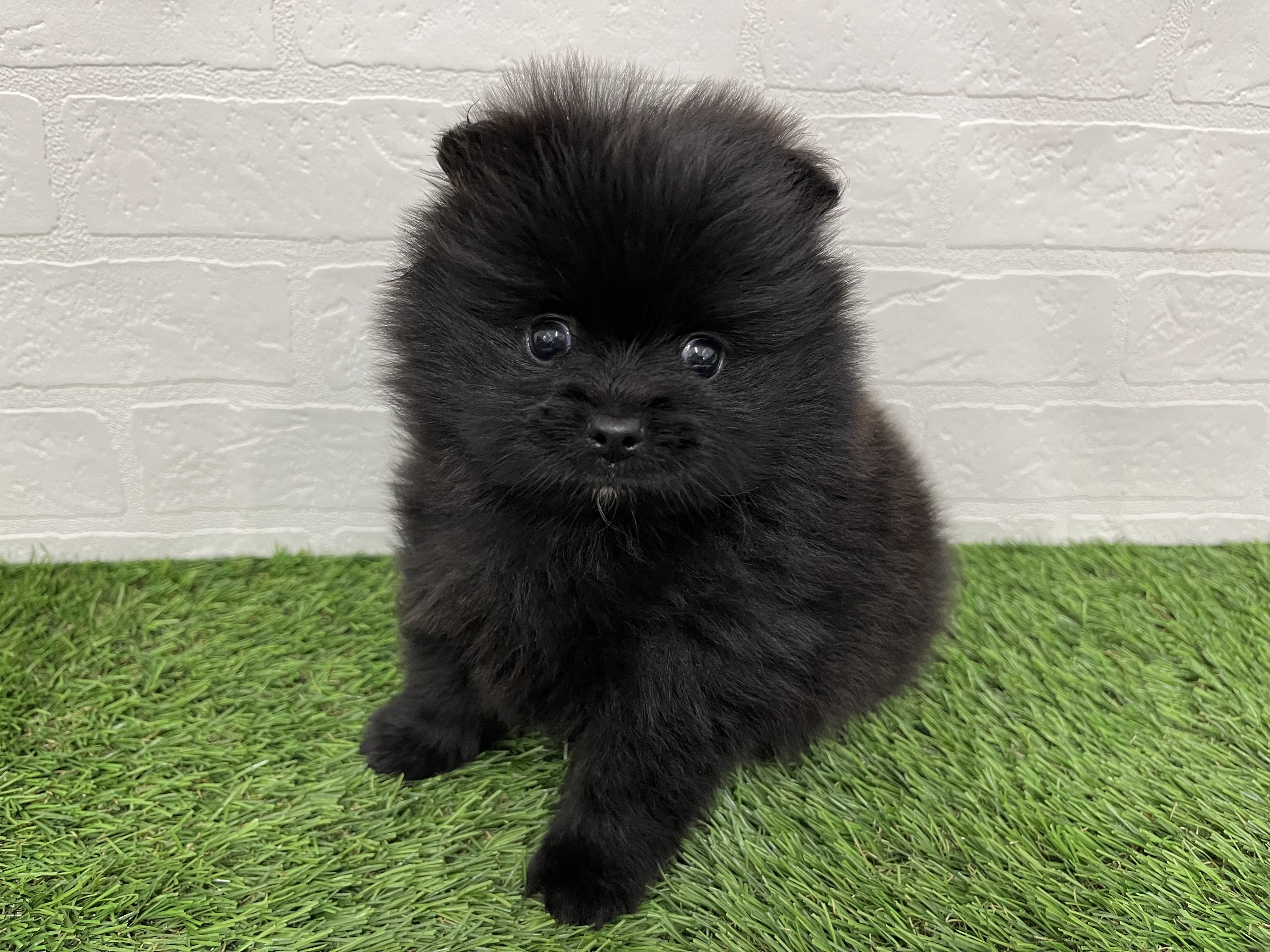 神奈川県のポメラニアン (ワンニャンハウス新山下店/2025年10月27日生まれ/男の子/ブラック)の子犬の2枚目の画像