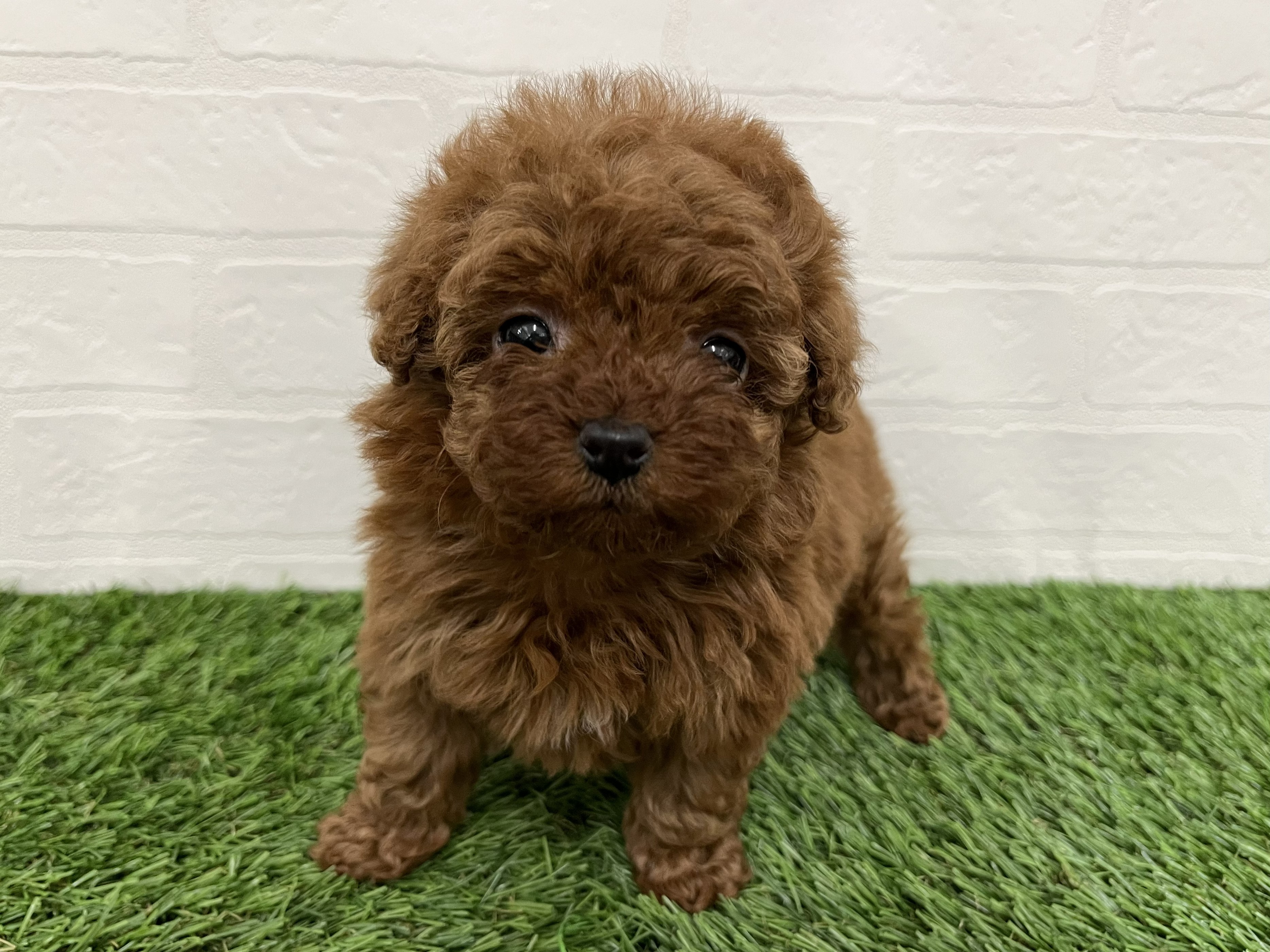 神奈川県のトイプードル(トイ) (ワンニャンハウス新山下店/2026年2月8日生まれ/女の子/レッド)の子犬の2枚目の画像