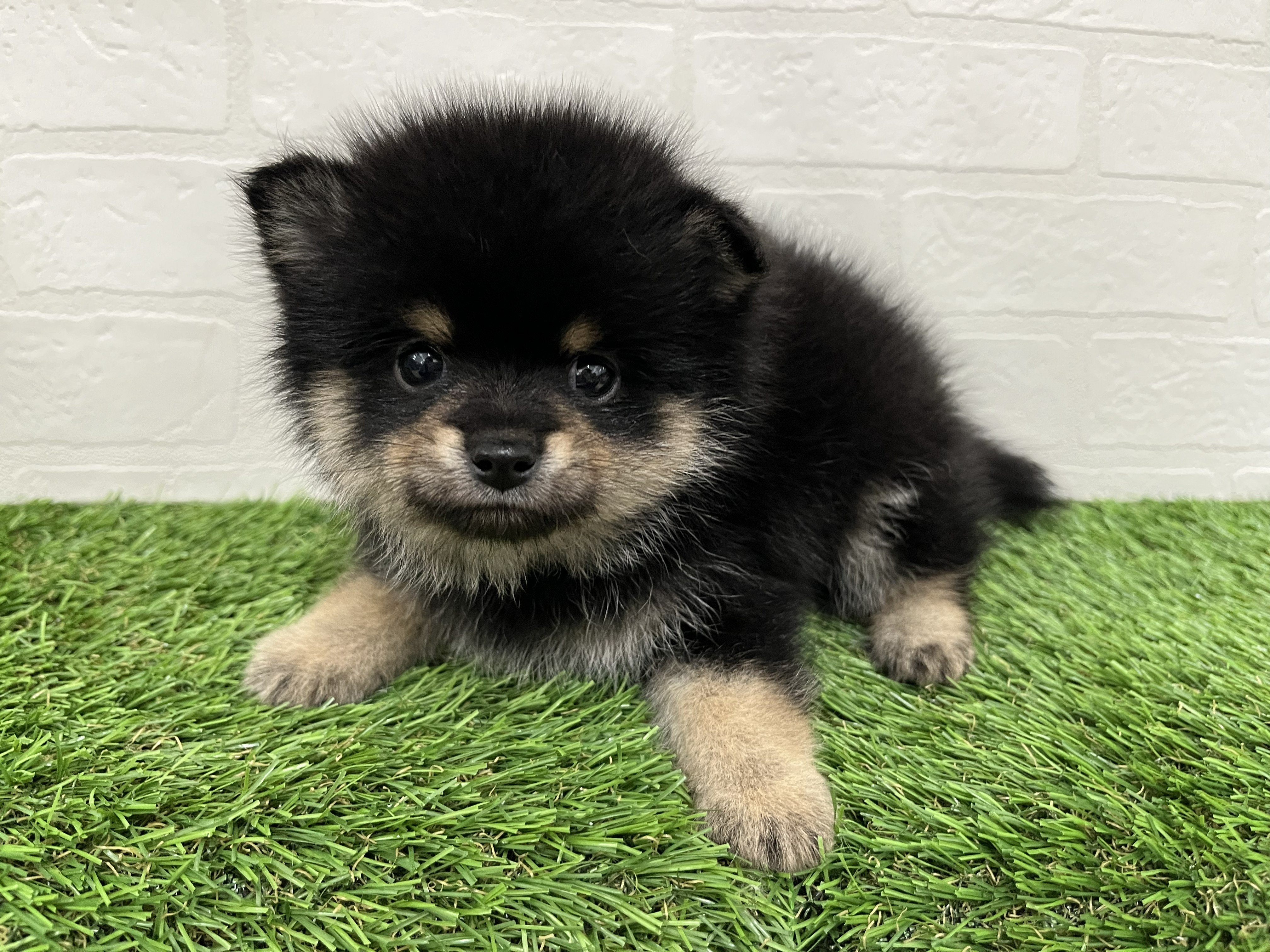 神奈川県のポメ柴/豆ポメ/ポメ豆柴(ポメラニアン×柴犬) (ワンニャンハウス新山下店/2026年2月4日生まれ/男の子/黒)の子犬の3枚目の画像