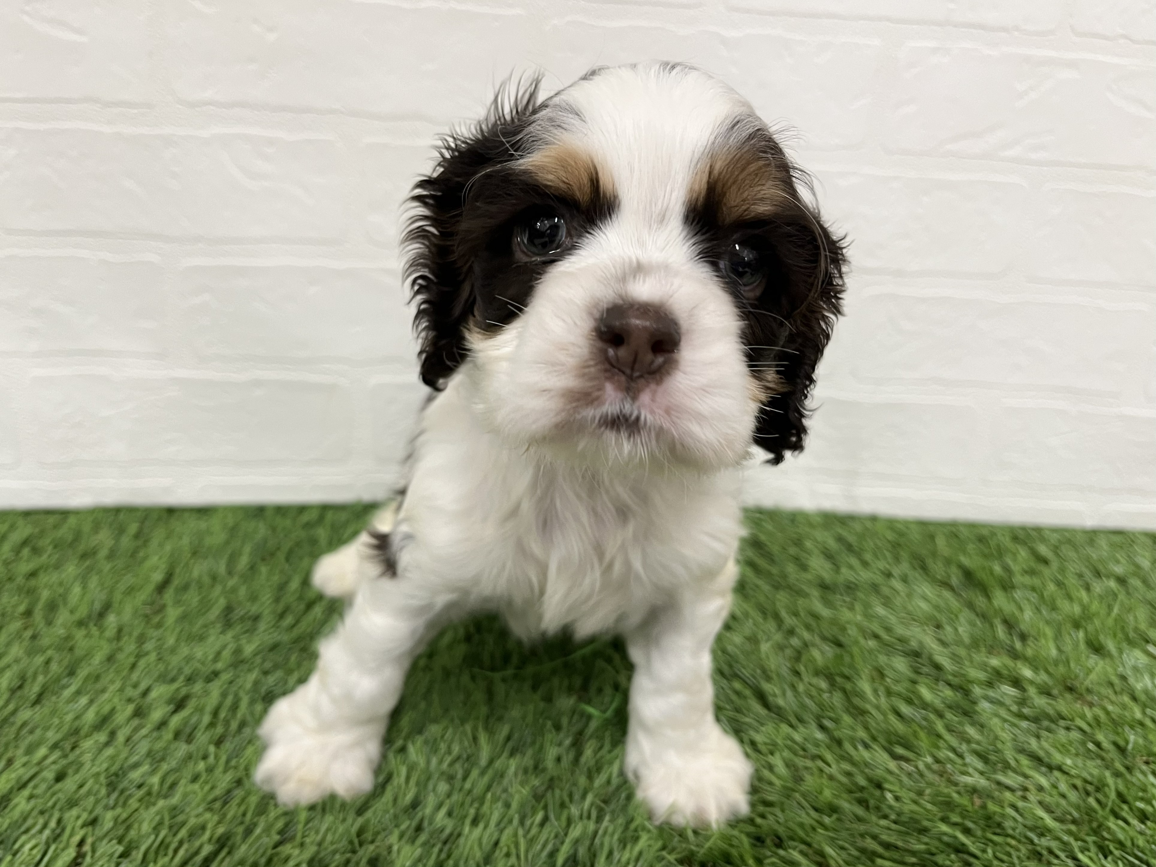 神奈川県のアメリカンコッカースパニエル (ワンニャンハウス新山下店/2026年1月15日生まれ/女の子/ホワイトチョコレートタン)の子犬の1枚目の画像