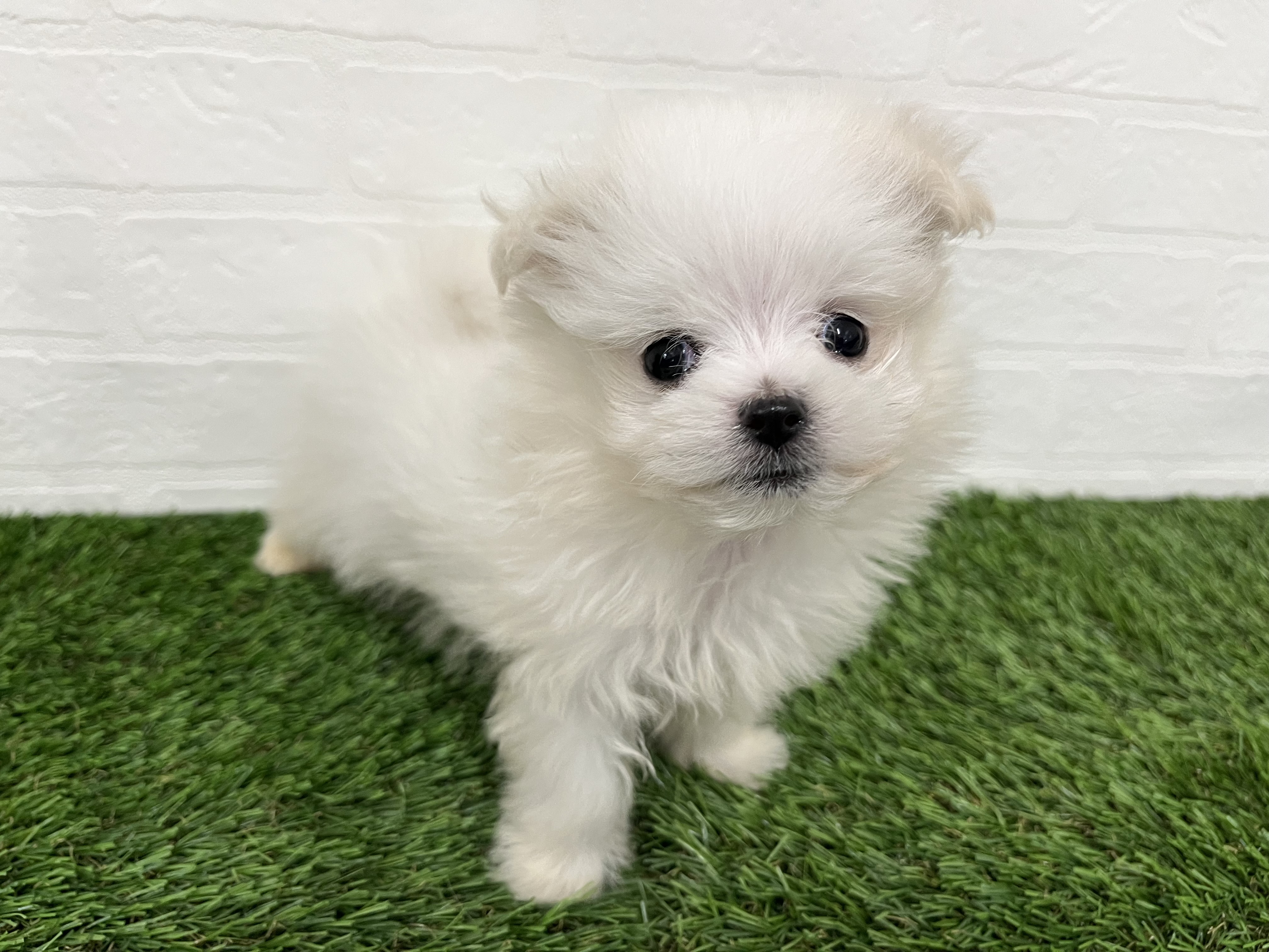 神奈川県のポメマル/マルポメ(ポメラニアン×マルチーズ) (ワンニャンハウス新山下店/2025年11月16日生まれ/男の子/クリーム)の子犬の3枚目の画像