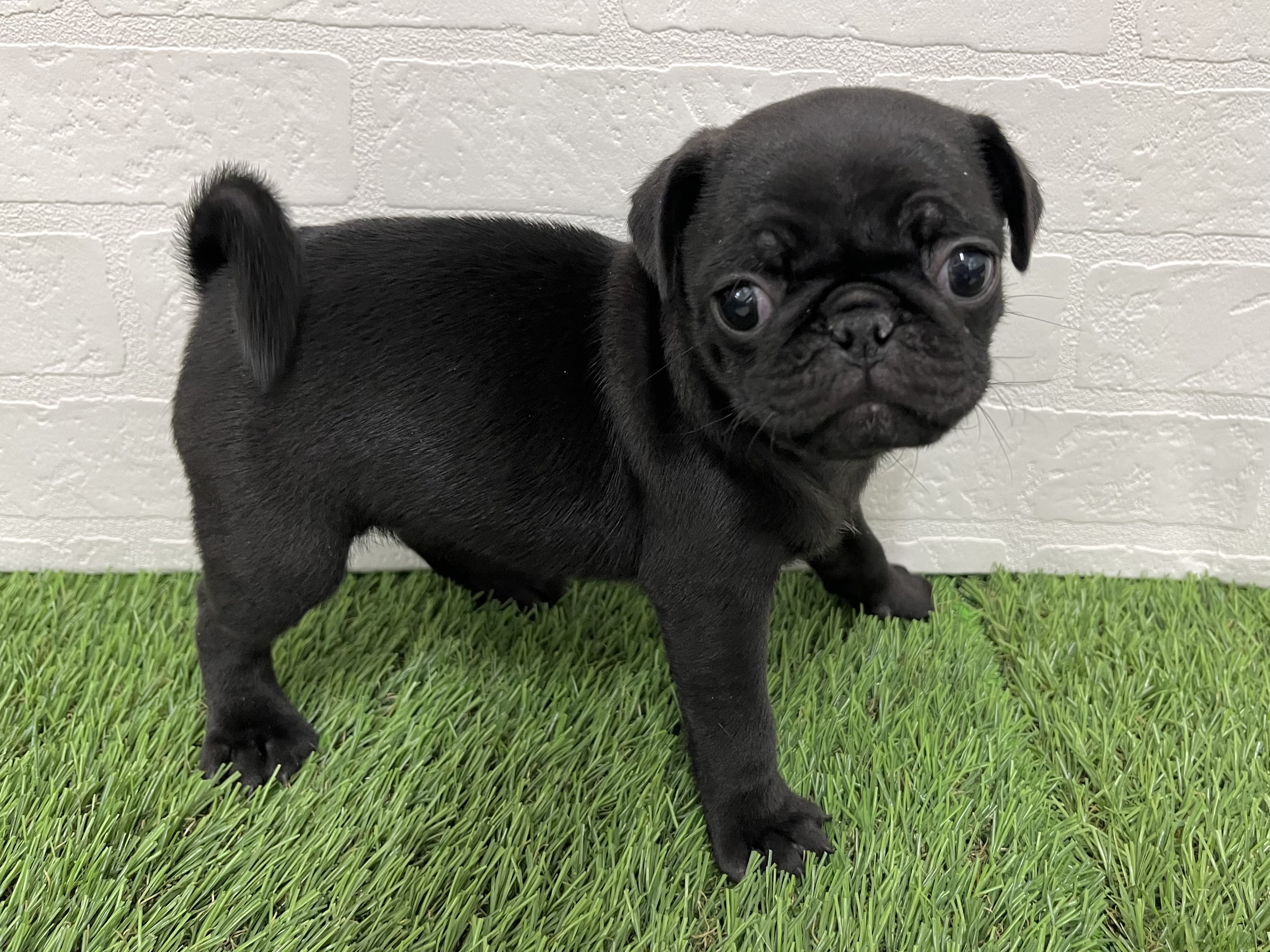 神奈川県のパグ (ワンニャンハウス新山下店/2025年10月14日生まれ/女の子/ブラック)の子犬の3枚目の画像