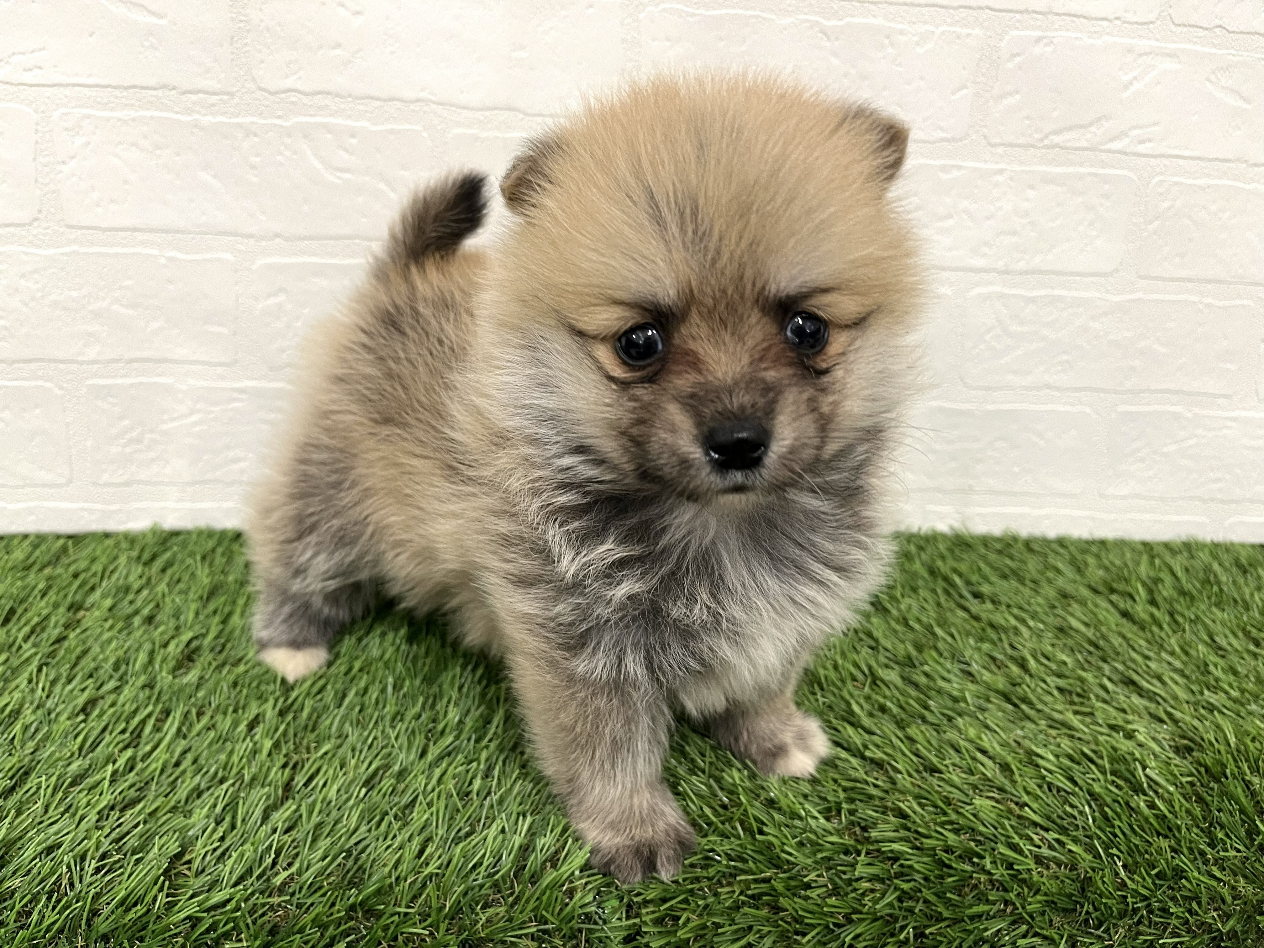 神奈川県のポメコーギー(ポメラニアン×コーギー) (ワンニャンハウス新山下店/2025年12月16日生まれ/女の子/セーブルホワイト)の子犬の2枚目の画像