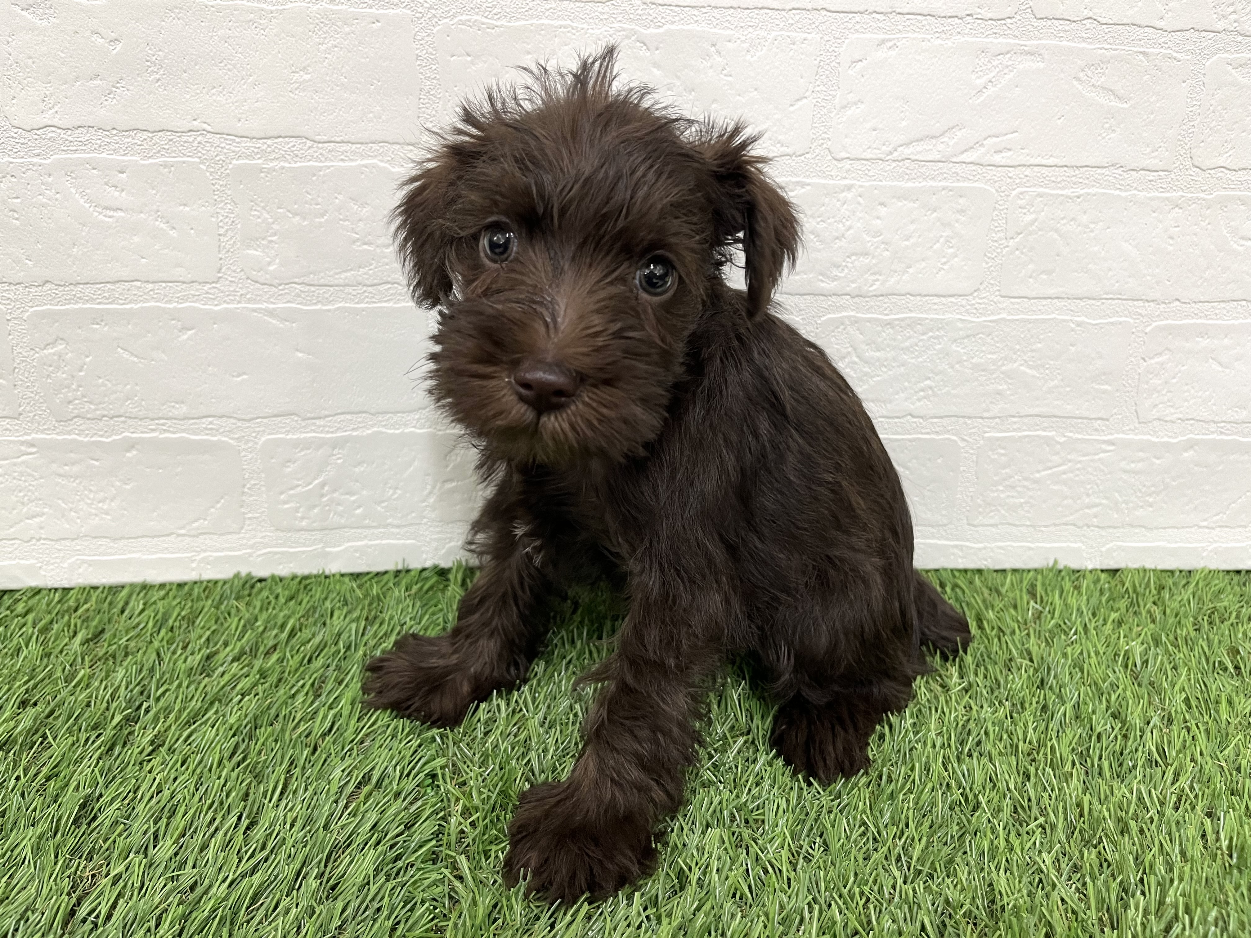 神奈川県のミニチュアシュナウザー (ワンニャンハウス新山下店/2025年10月12日生まれ/女の子/レバーホワイト)の子犬の3枚目の画像