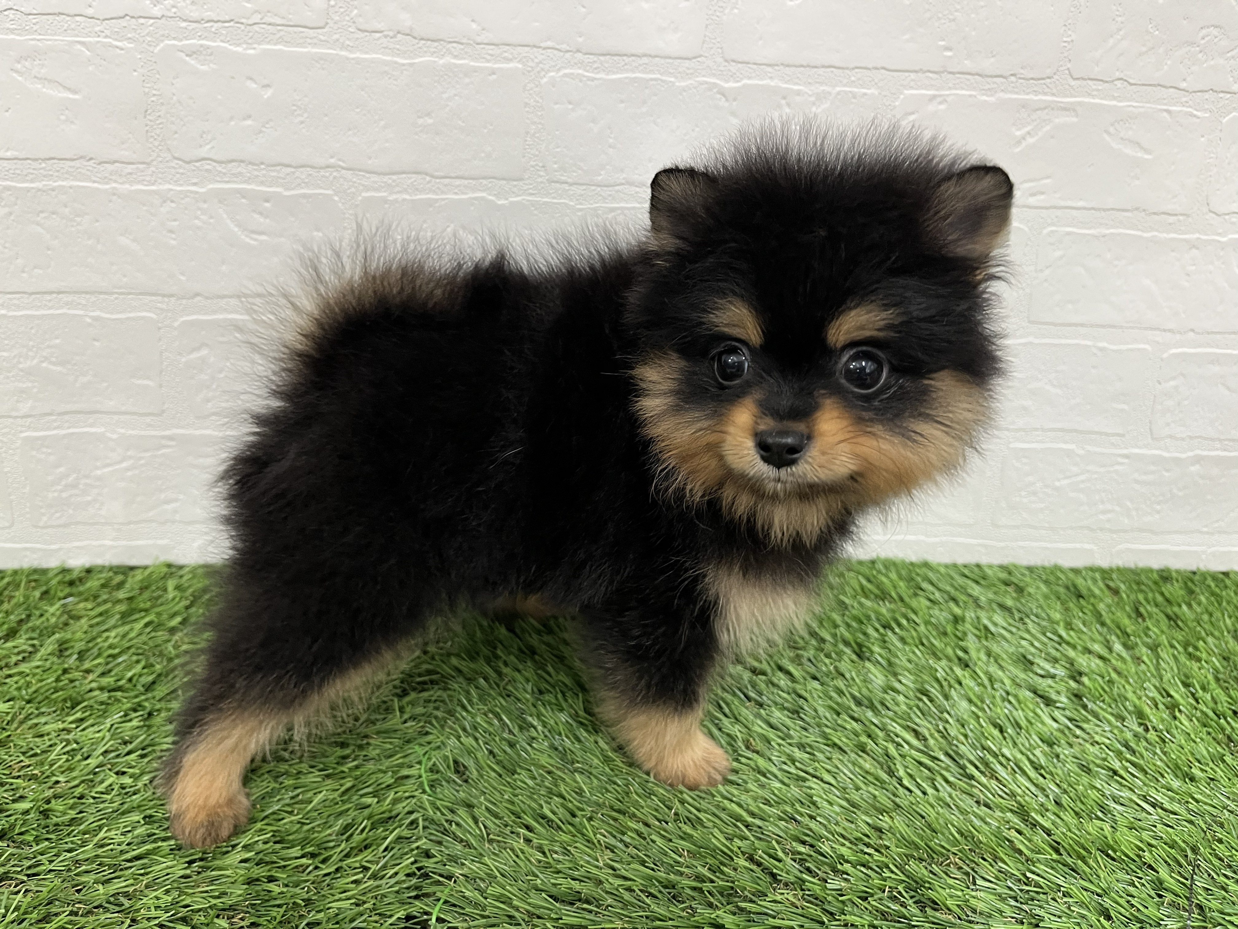神奈川県のポメラニアン (ワンニャンハウス新山下店/2026年2月9日生まれ/男の子/ブラックタン)の子犬の2枚目の画像
