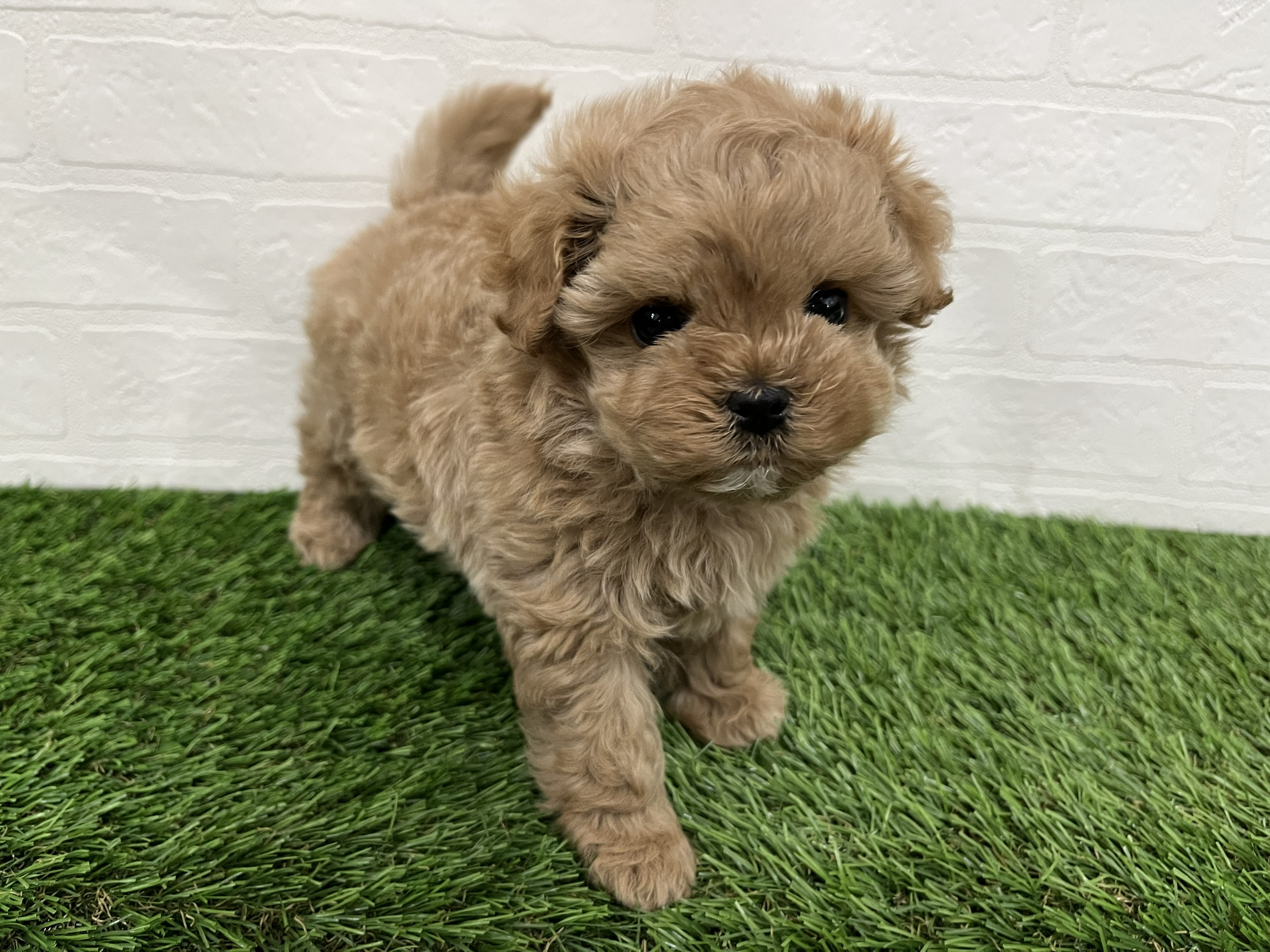 神奈川県のマルプー(マルチーズ×プードル) (ワンニャンハウス新山下店/2025年11月27日生まれ/男の子/アプリコット)の子犬の2枚目の画像