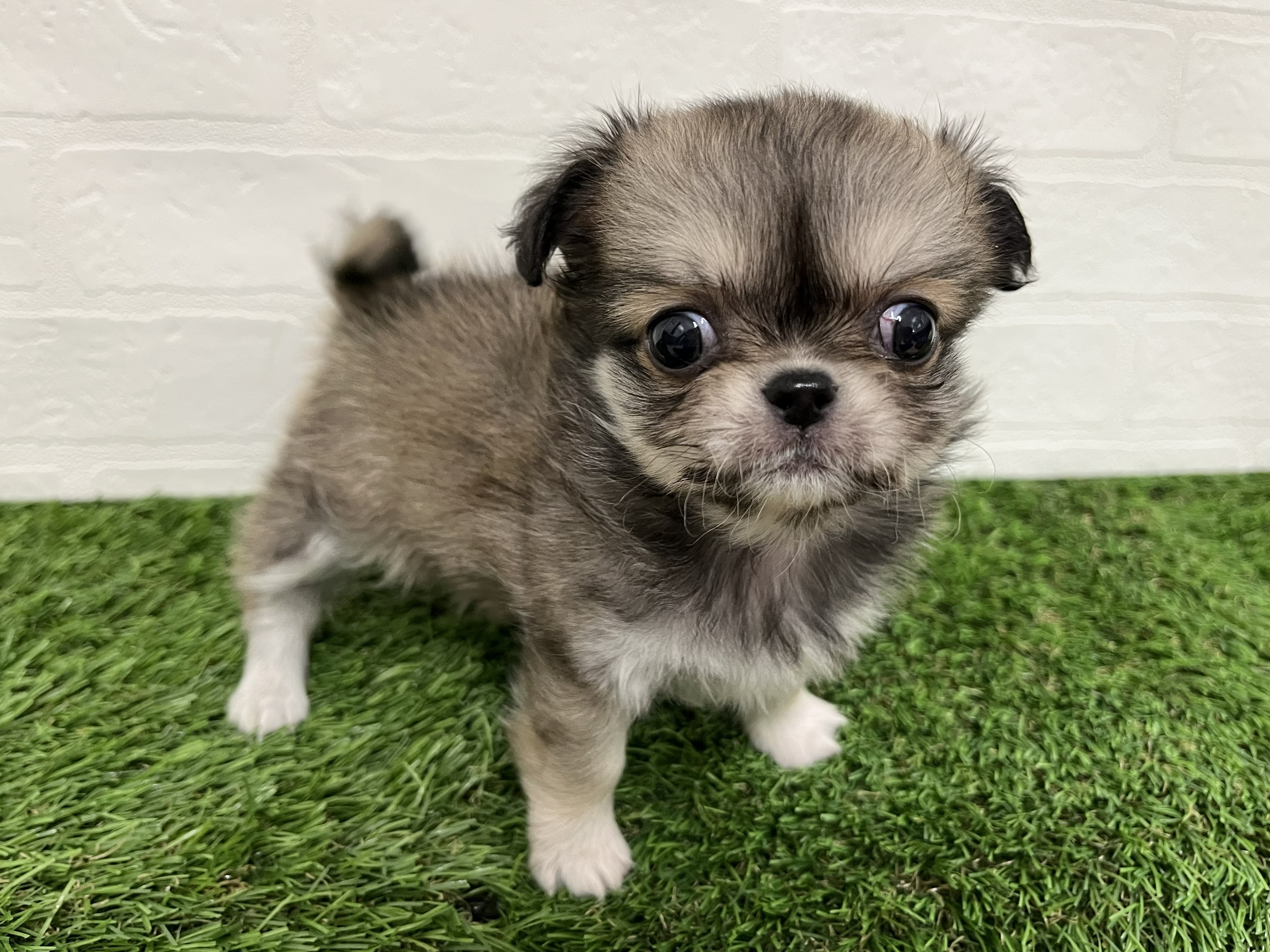 神奈川県のチワペキ/ペキチー/ペキチワ(チワワ×ペキニーズ) (ワンニャンハウス新山下店/2026年1月24日生まれ/女の子/フォーン)の子犬の2枚目の画像