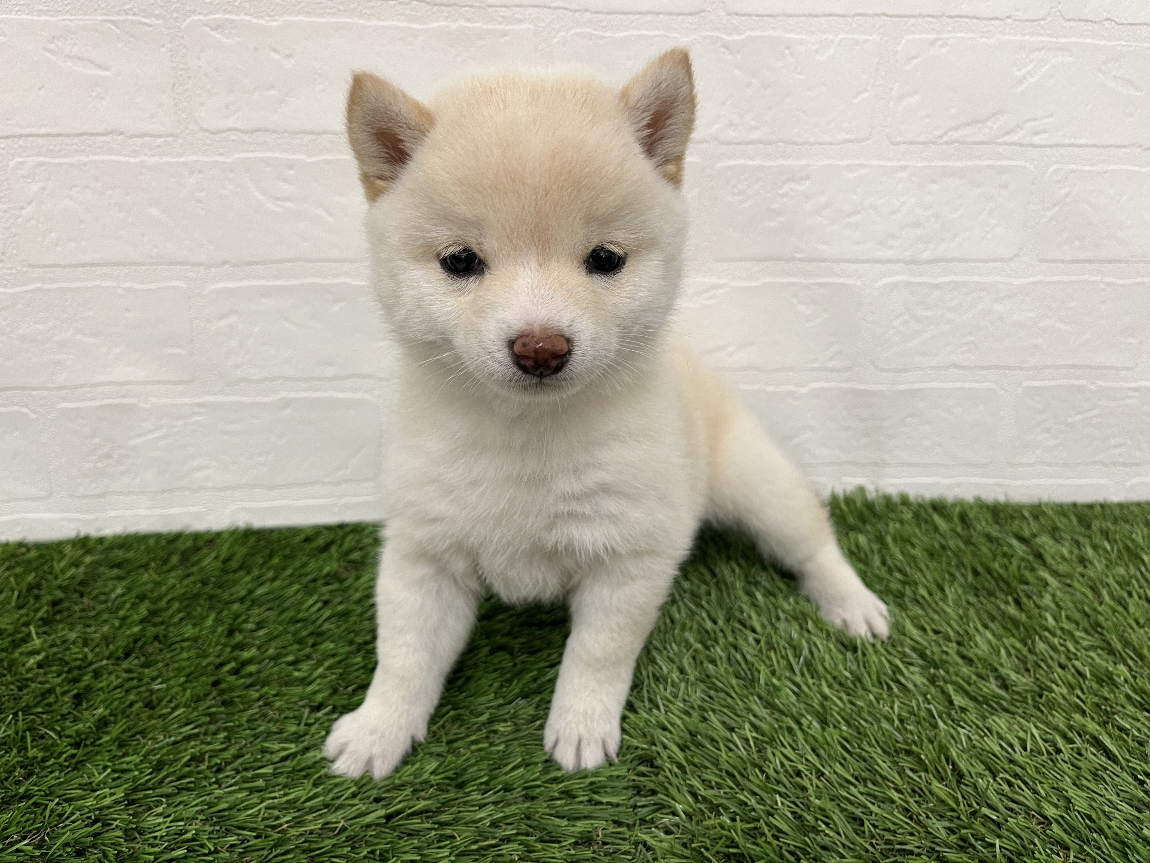 神奈川県の豆柴 (ワンニャンハウス新山下店/2025年9月15日生まれ/女の子/白)の子犬の4枚目の画像