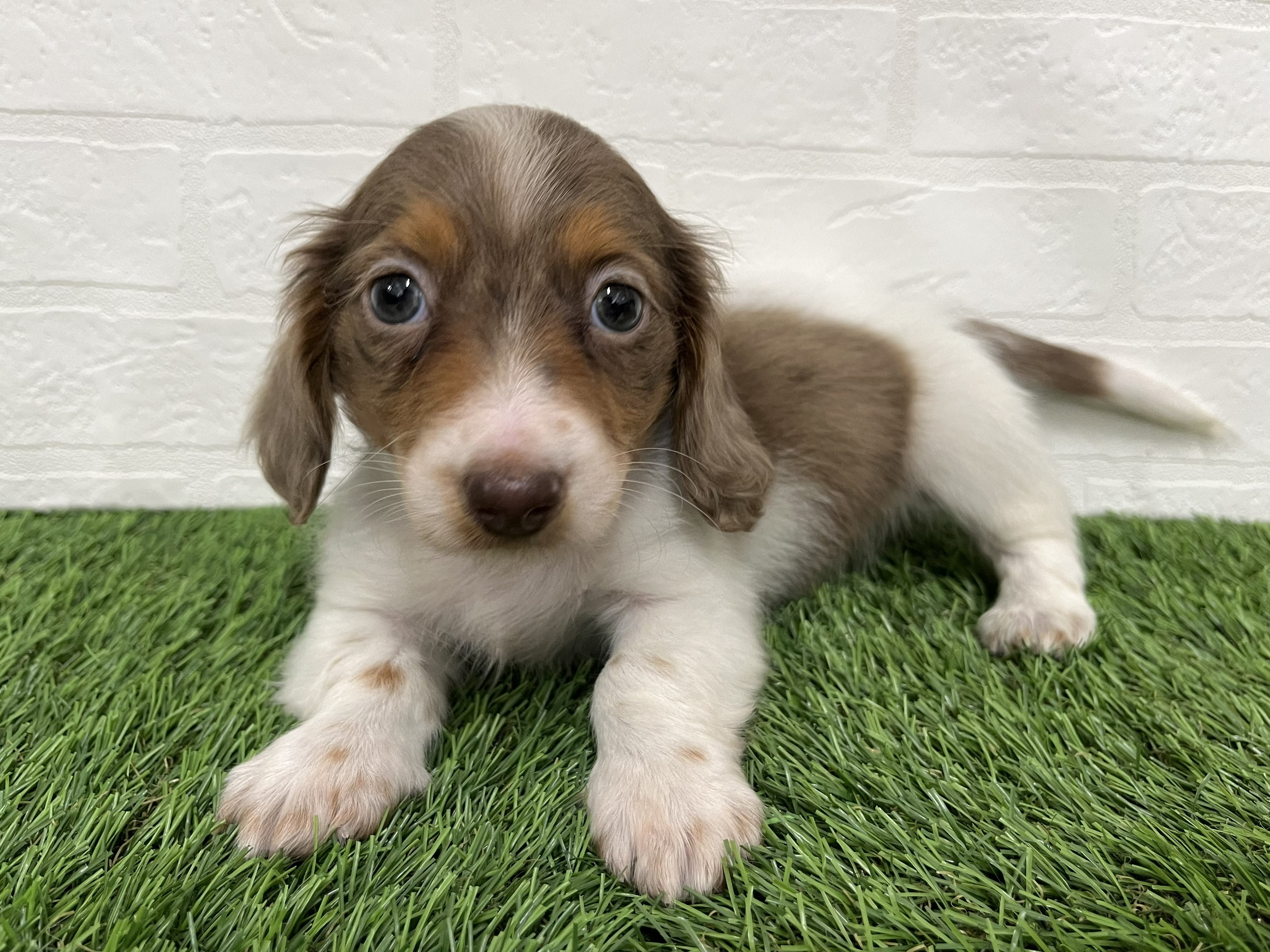 神奈川県のミニチュアダックスフンド(ロング) (ワンニャンハウス新山下店/2025年12月7日生まれ/男の子/チョコレートダップルパイボールド)の子犬の3枚目の画像