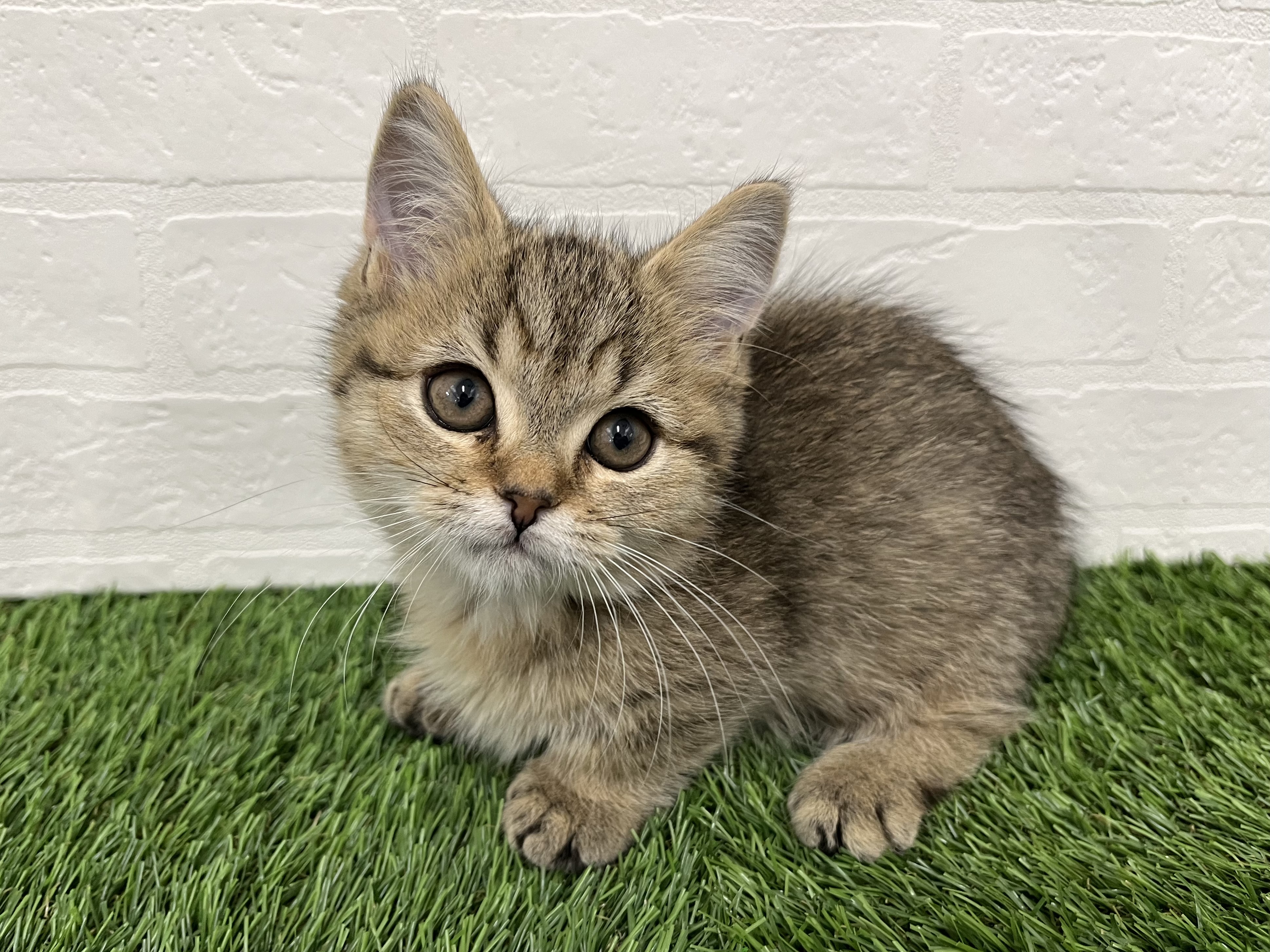 神奈川県のミヌエット (ワンニャンハウス新山下店/2025年10月9日生まれ/男の子/ブラウンタビー)の子猫の3枚目の画像