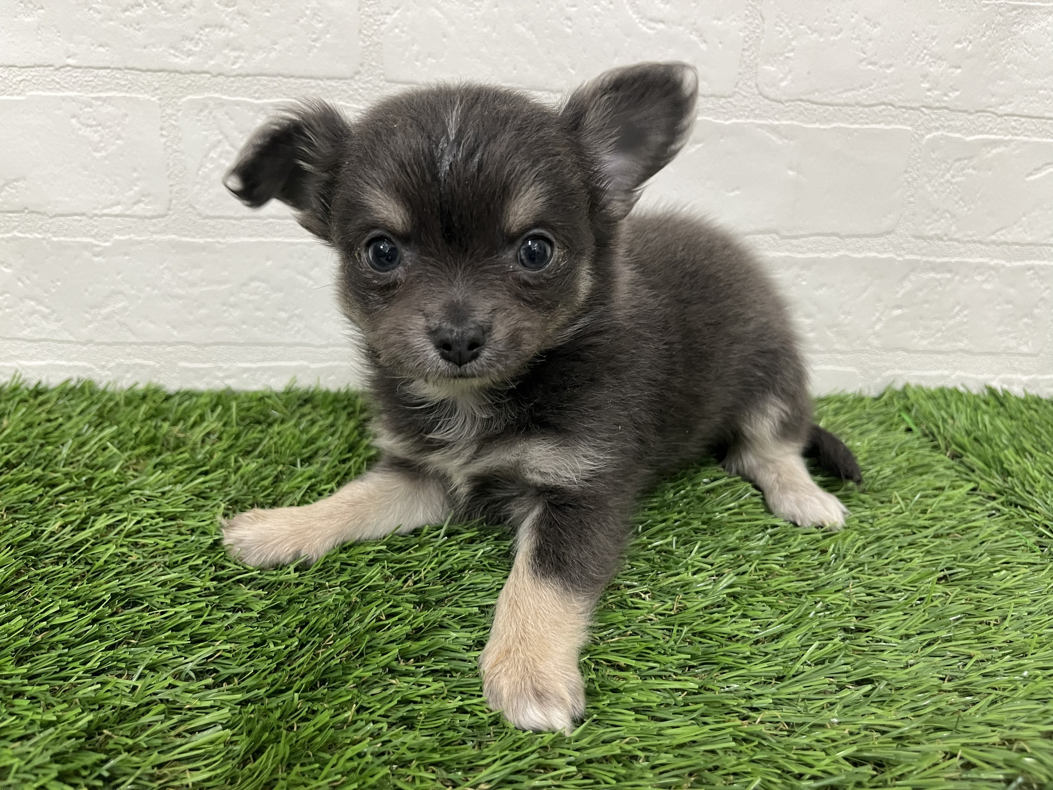 神奈川県のチワワ(ロング) (ワンニャンハウス新山下店/2026年1月4日生まれ/男の子/ブルータンホワイト)の子犬の3枚目の画像