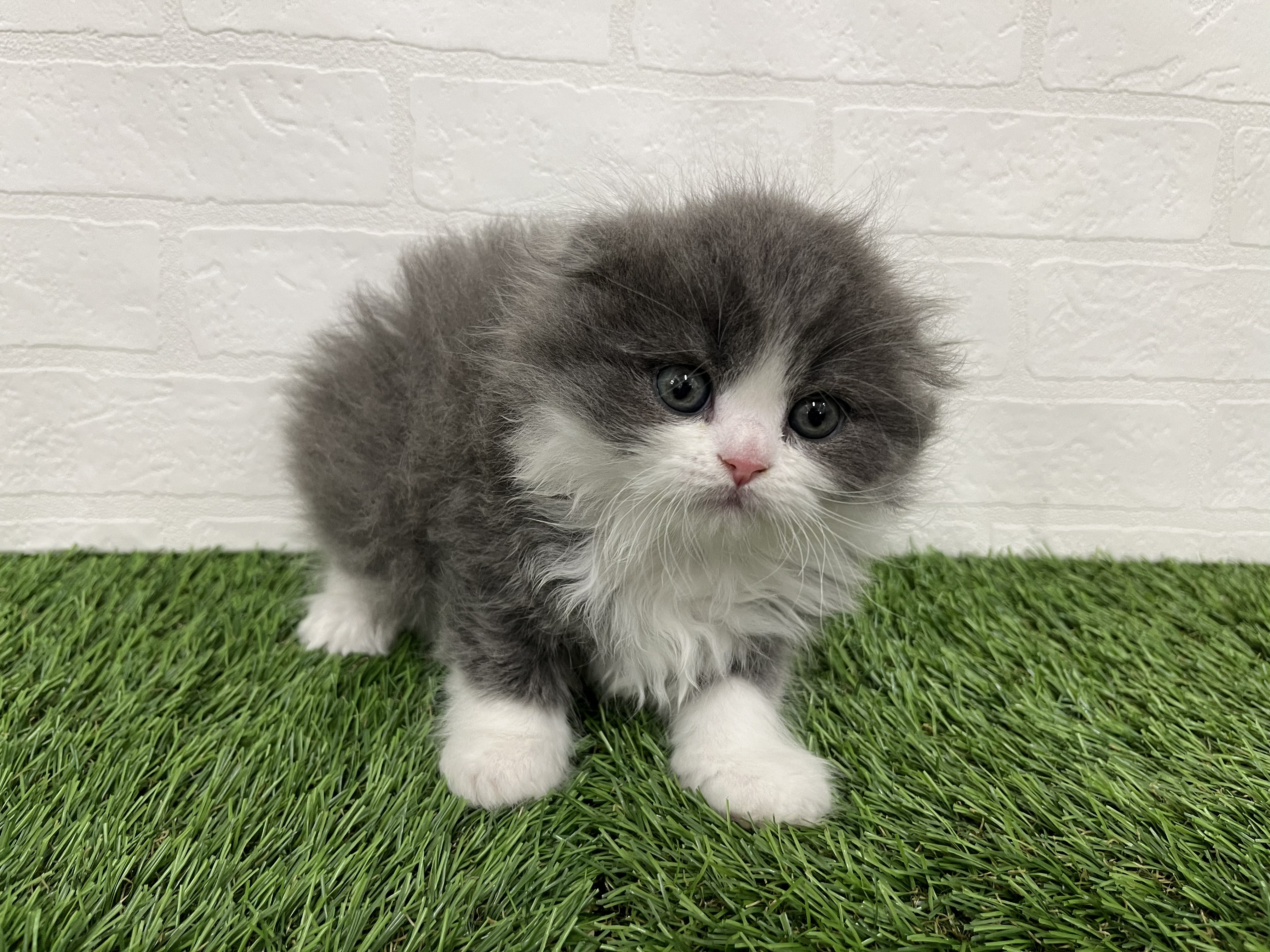 神奈川県のスコティッシュフォールド (ワンニャンハウス新山下店/2025年12月15日生まれ/男の子/ブルーホワイト)の子猫の1枚目の画像