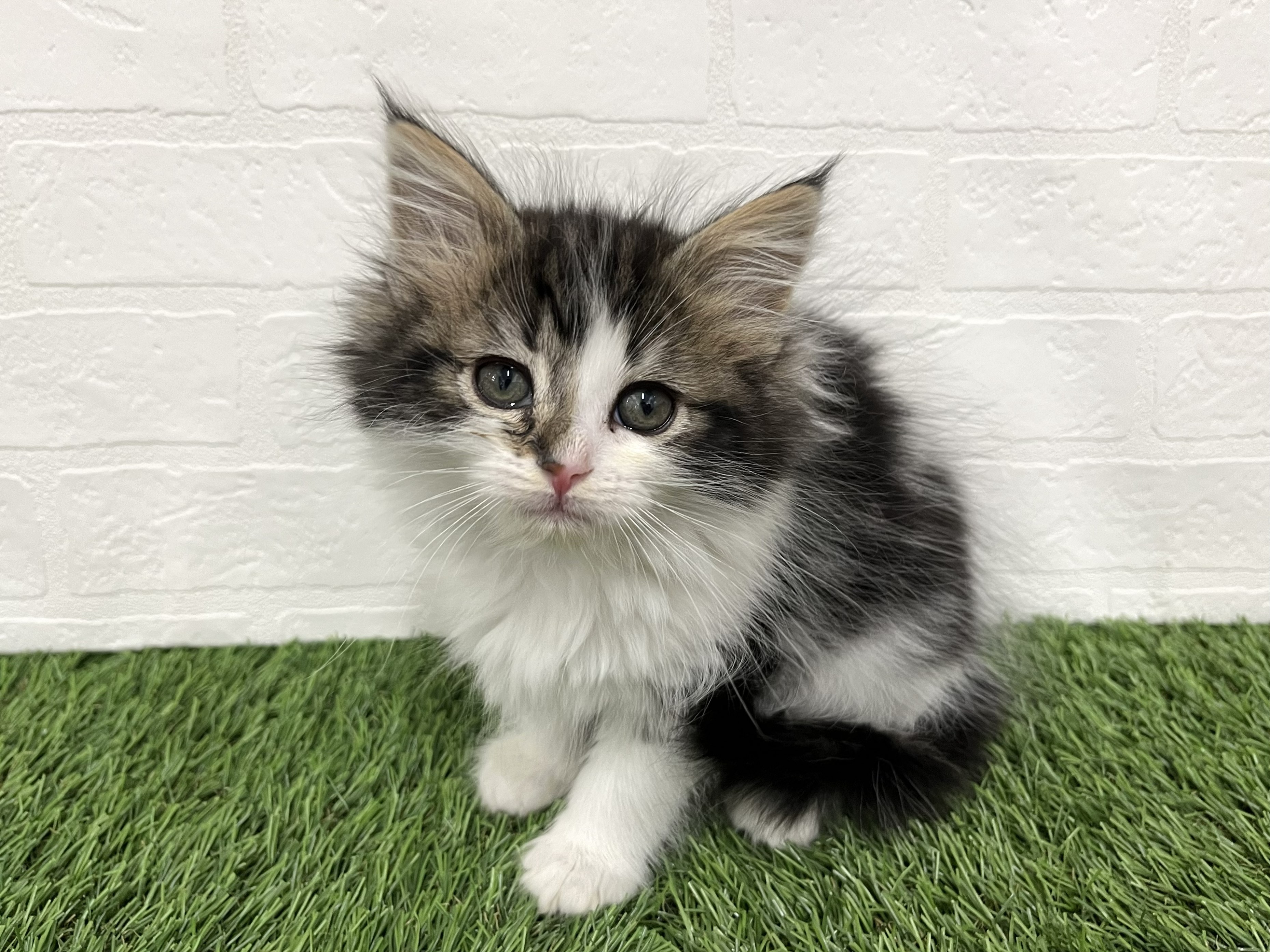 神奈川県のノルウェージャンフォレストキャット (ワンニャンハウス新山下店/2025年11月30日生まれ/女の子/ブラックタビーホワイト)の子猫の2枚目の画像