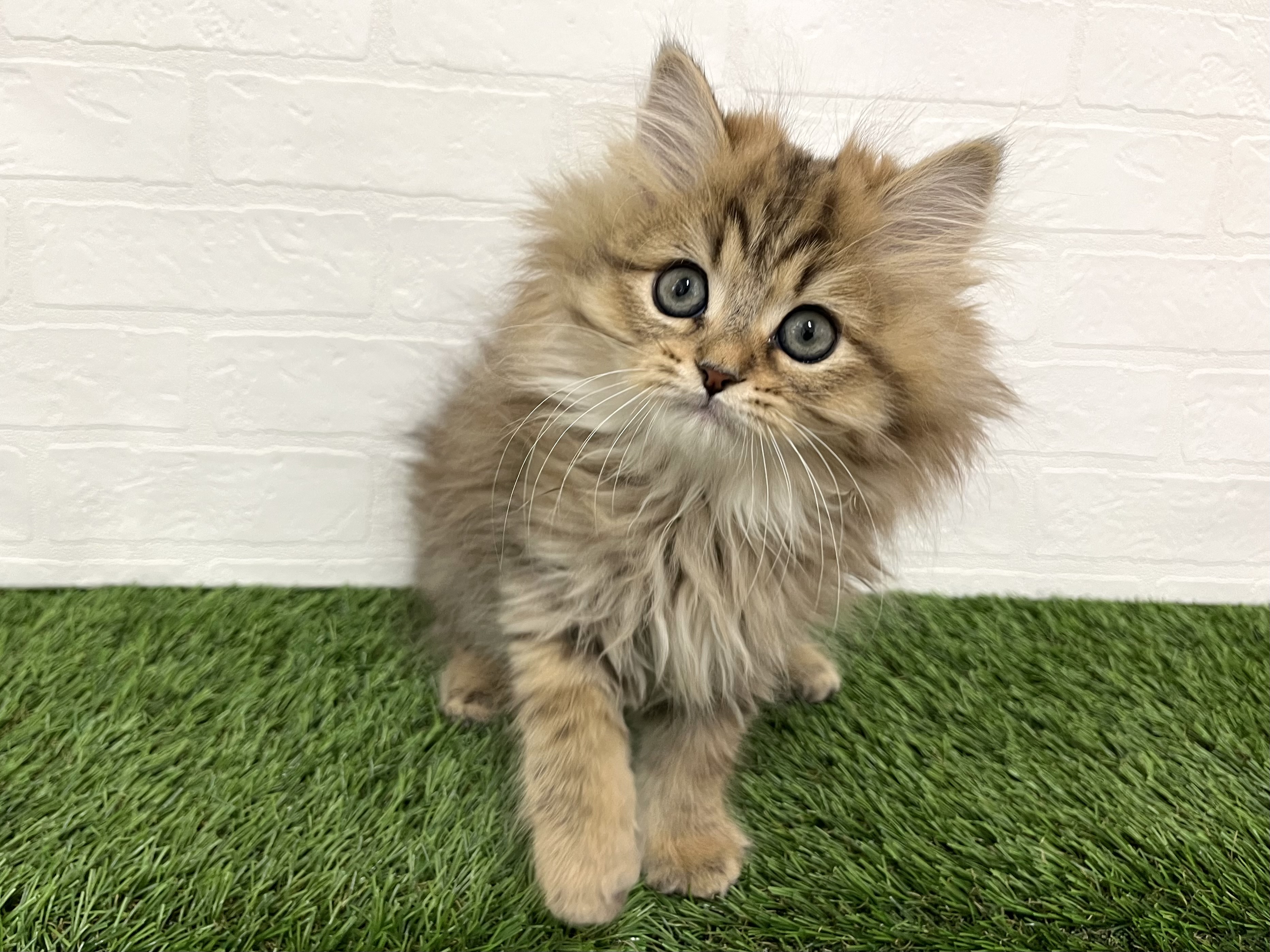 神奈川県のペルシャ (ワンニャンハウス新山下店/2025年11月5日生まれ/男の子/チンチラゴールデン)の子猫