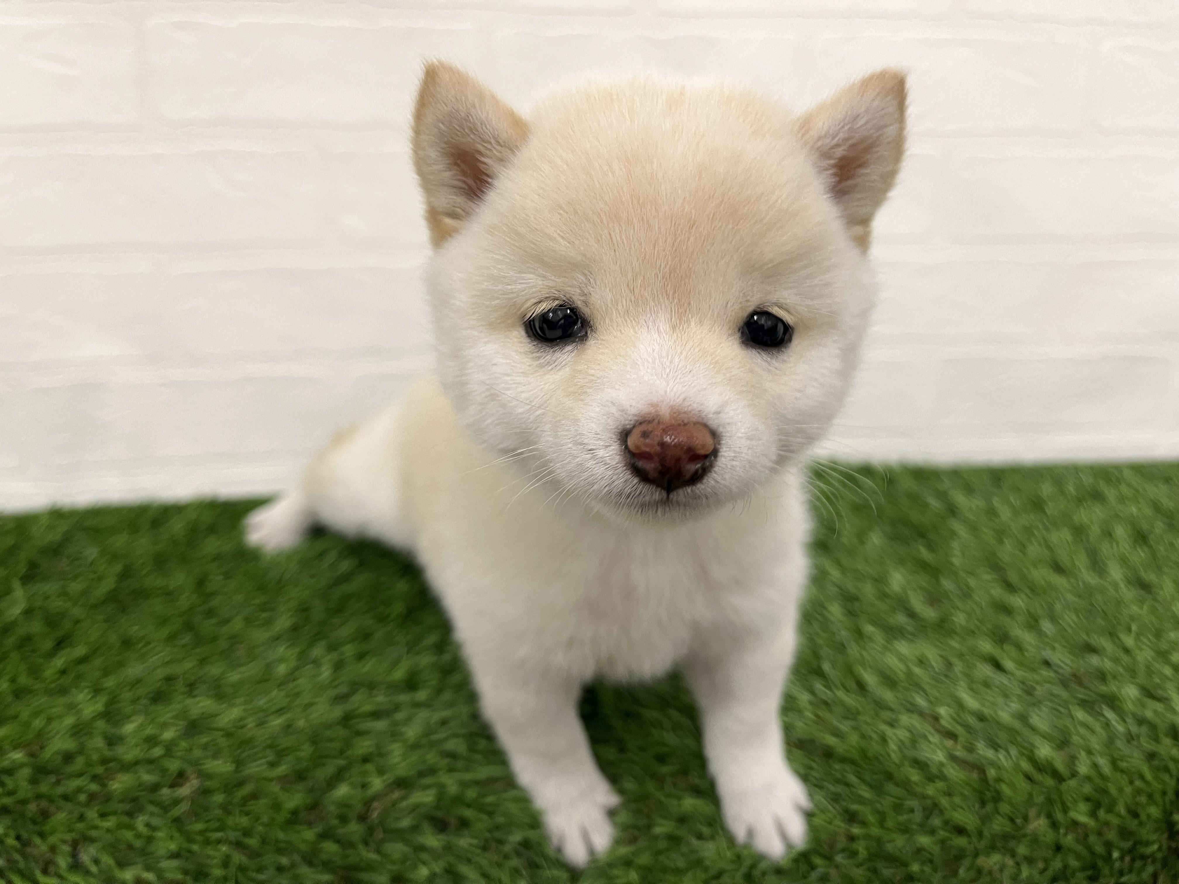 神奈川県の豆柴 (ワンニャンハウス新山下店/2025年9月15日生まれ/女の子/白)の子犬の1枚目の画像