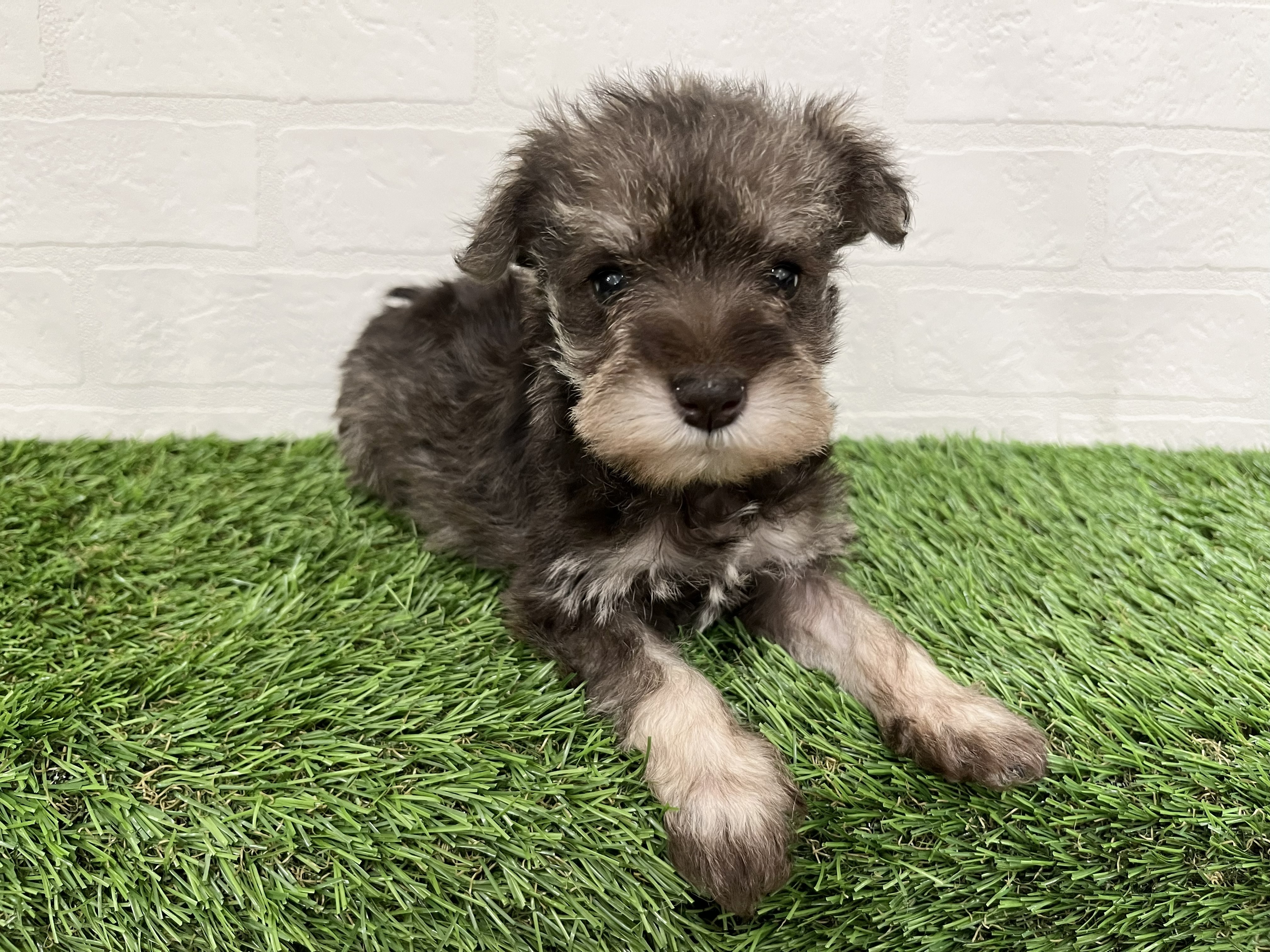 神奈川県のミニチュアシュナウザー (ワンニャンハウス新山下店/2026年2月1日生まれ/女の子/レバー&ペッパー)の子犬の3枚目の画像