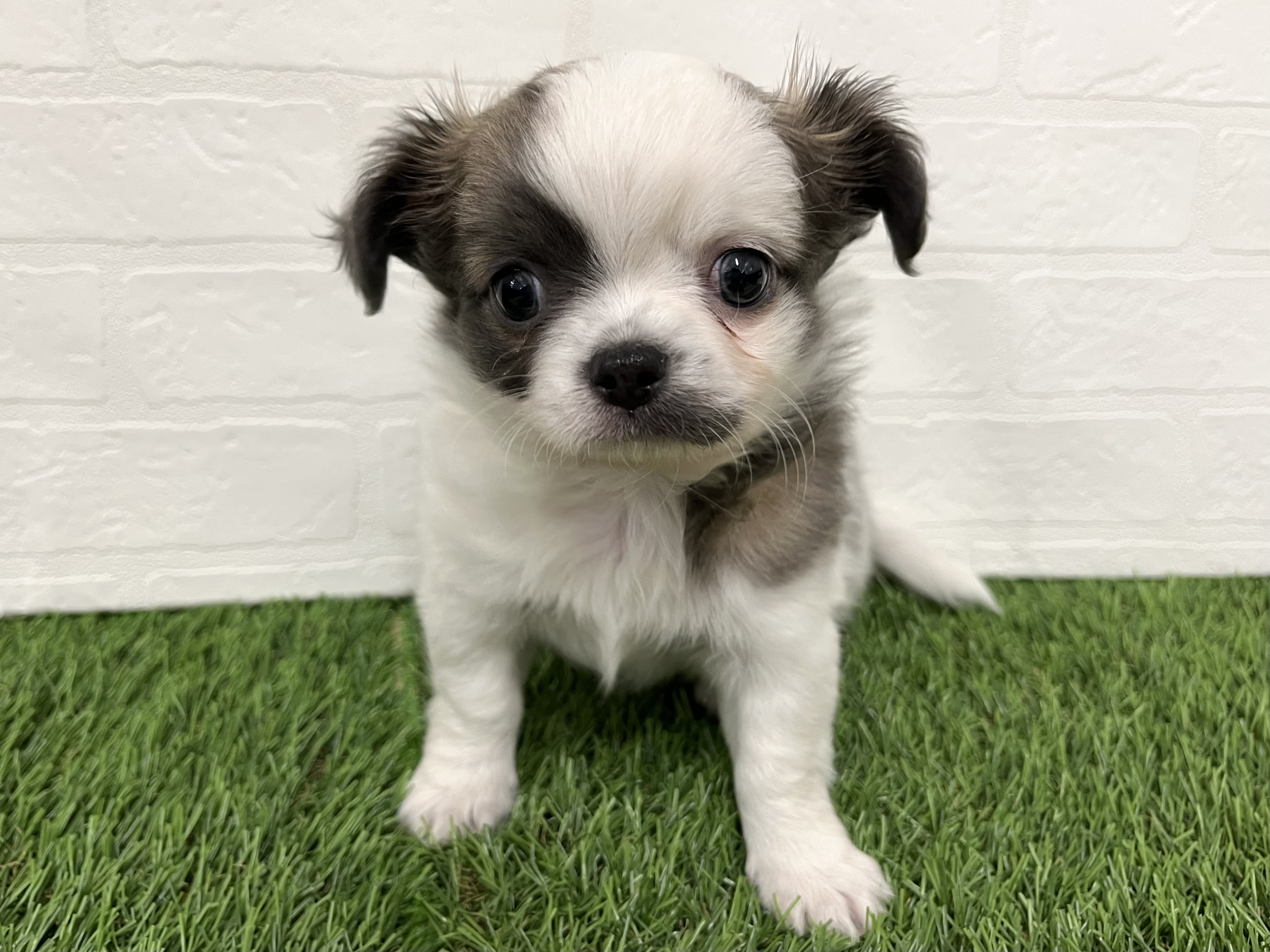 神奈川県のチワワ(ロング) (ワンニャンハウス新山下店/2025年10月13日生まれ/男の子/ホワイトブルーフォーン)の子犬の1枚目の画像