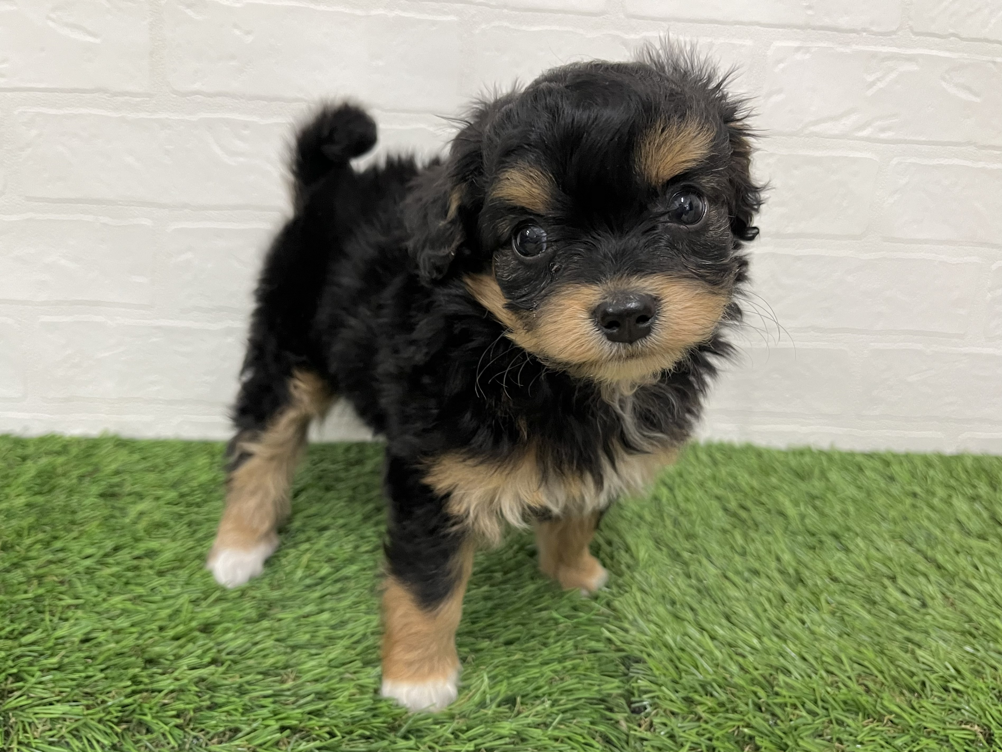 神奈川県のチワプー/プーチー(チワワ×プードル) (ワンニャンハウス新山下店/2025年12月25日生まれ/女の子/ブラックタン)の子犬の2枚目の画像