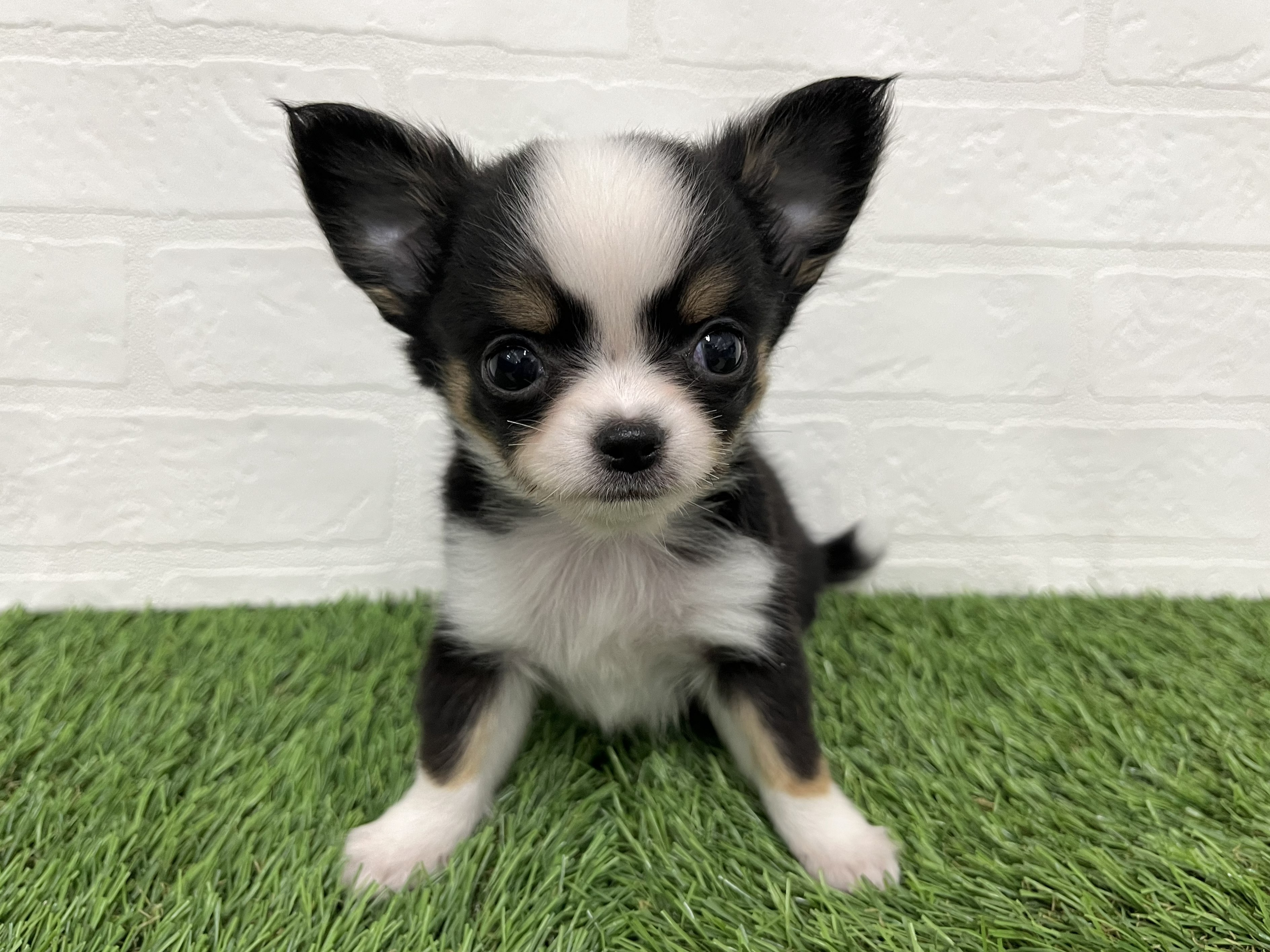 神奈川県のチワワ(ロング) (ワンニャンハウス新山下店/2025年12月8日生まれ/女の子/ブラックタンホワイト)の子犬の2枚目の画像