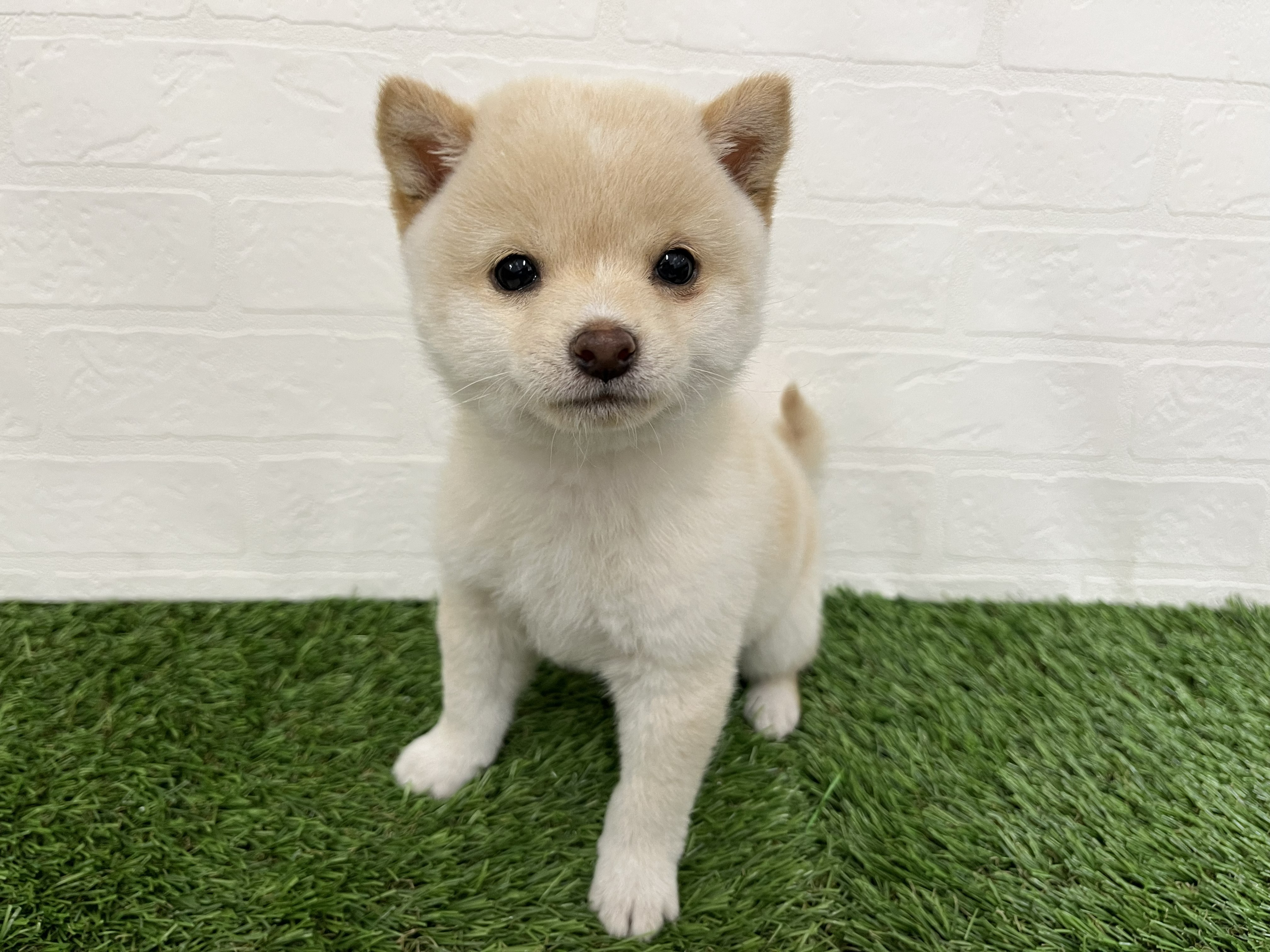 神奈川県の豆柴 (ワンニャンハウス新山下店/2026年2月2日生まれ/男の子/白)の子犬の2枚目の画像