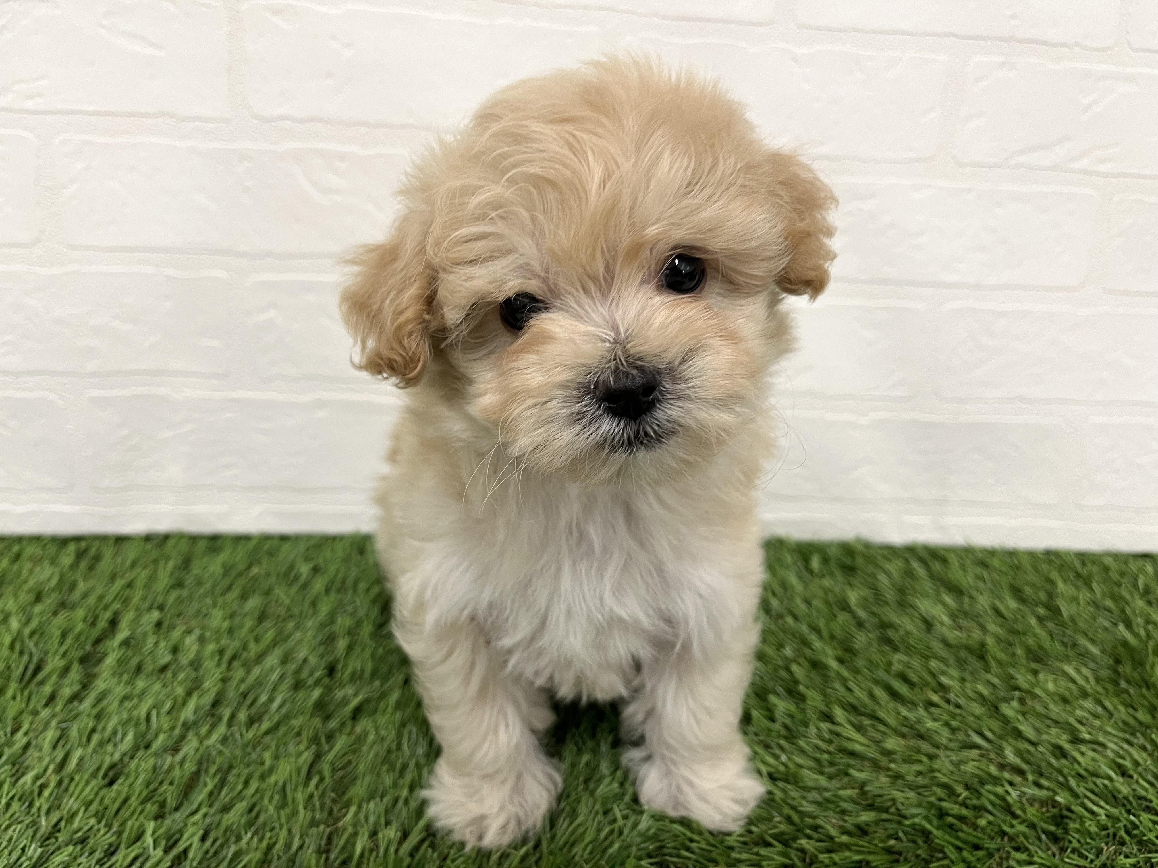 神奈川県のハーフ犬・ミックス犬 (ワンニャンハウス新山下店/2025年10月28日生まれ/男の子/アプリコット)の子犬の1枚目の画像