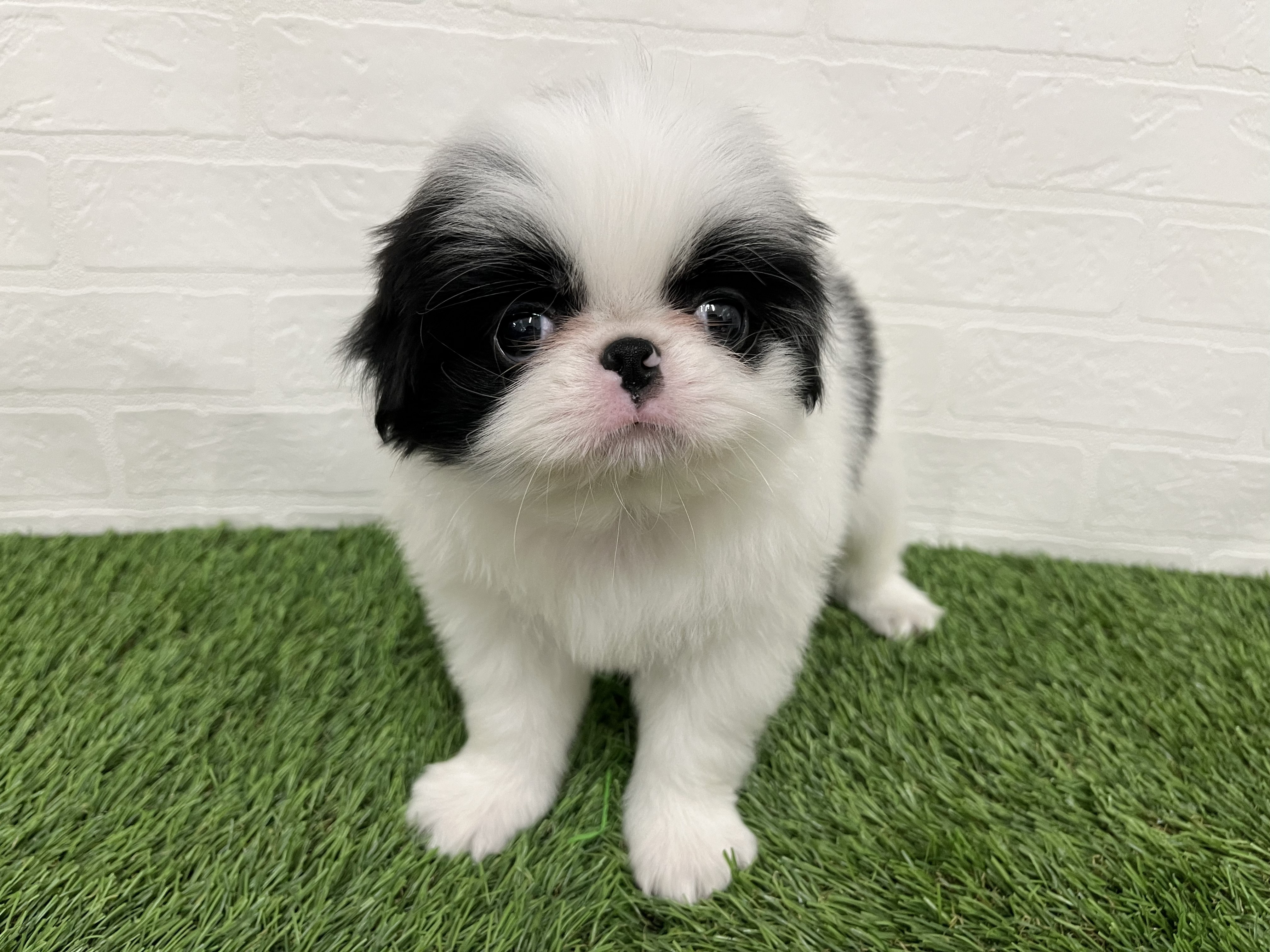 神奈川県の狆 (ワンニャンハウス新山下店/2026年3月6日生まれ/男の子/白黒)の子犬の2枚目の画像