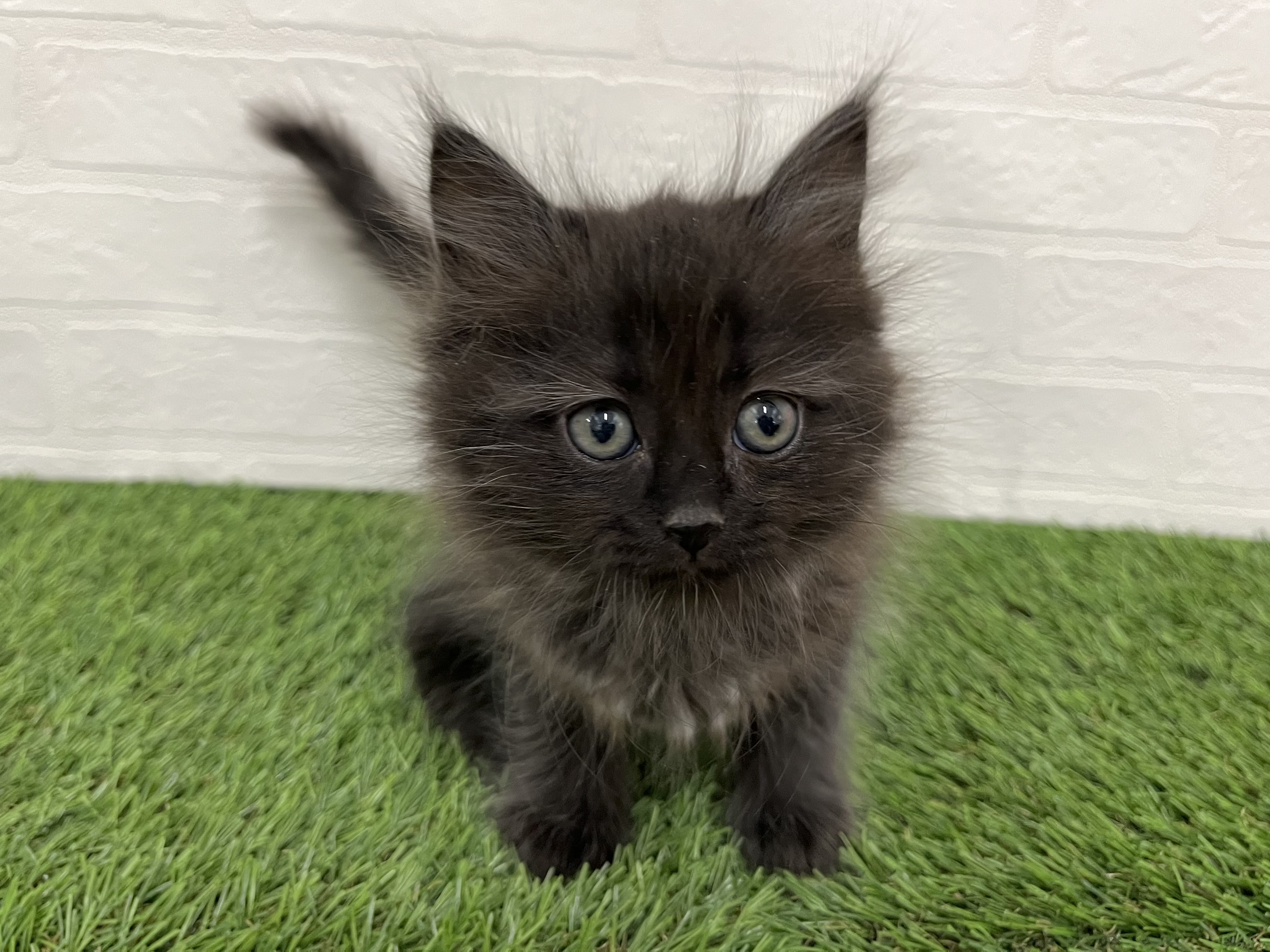 神奈川県のサイベリアン (ワンニャンハウス新山下店/2025年11月23日生まれ/男の子/ブラックスモーク)の子猫