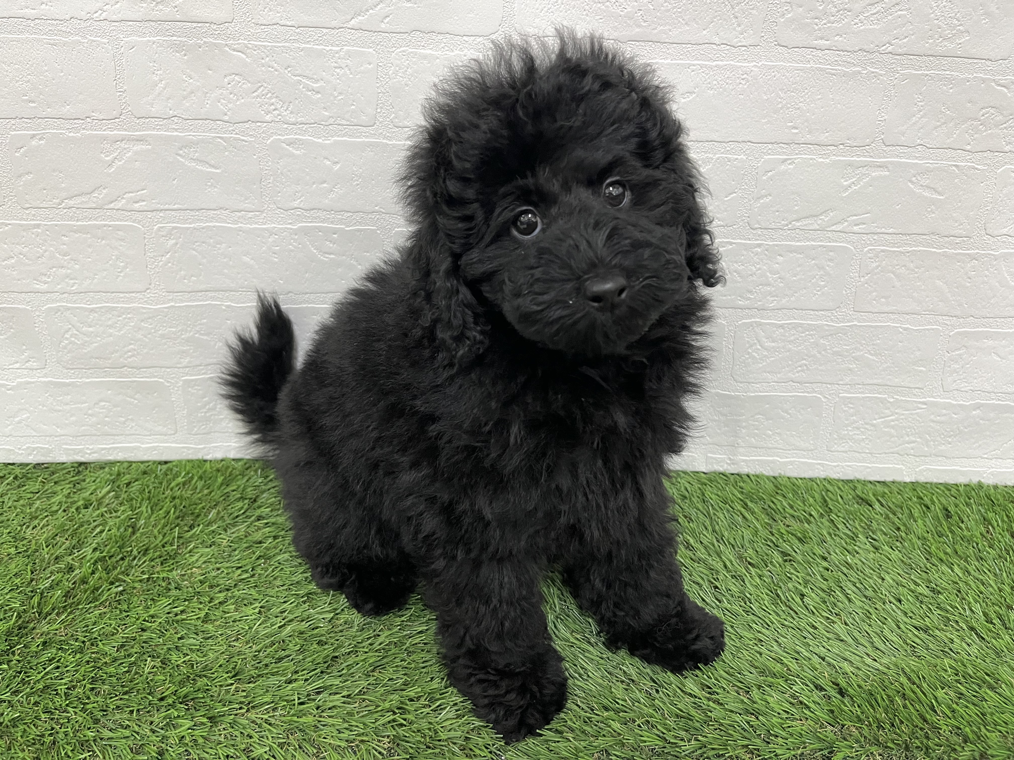 神奈川県のプードル（ミディアム） (ワンニャンハウス新山下店/2025年9月14日生まれ/男の子/ブラック)の子犬の3枚目の画像