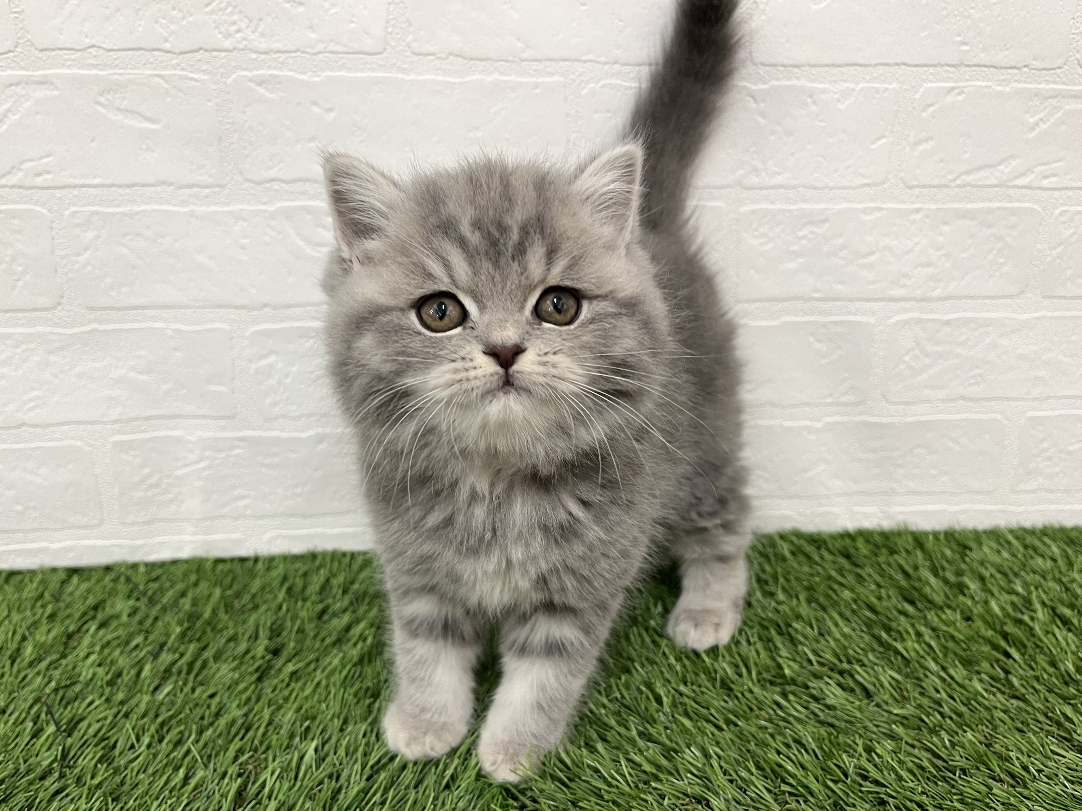 神奈川県のエキゾチック (ワンニャンハウス新山下店/2025年10月10日生まれ/女の子/ブルータビー)の子猫の3枚目の画像